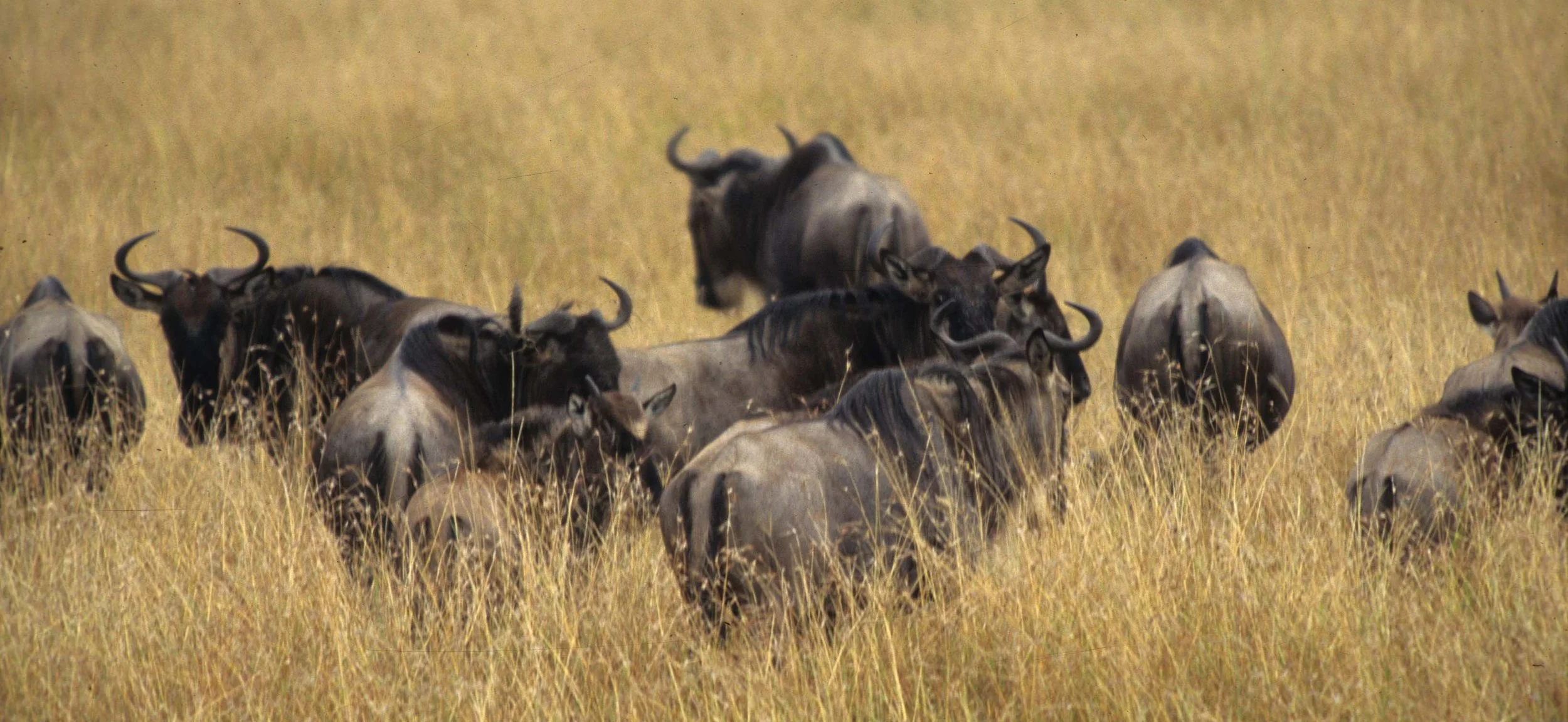 BOVID - WILDEBEEST- GREY - SERENGETI (13).jpg
