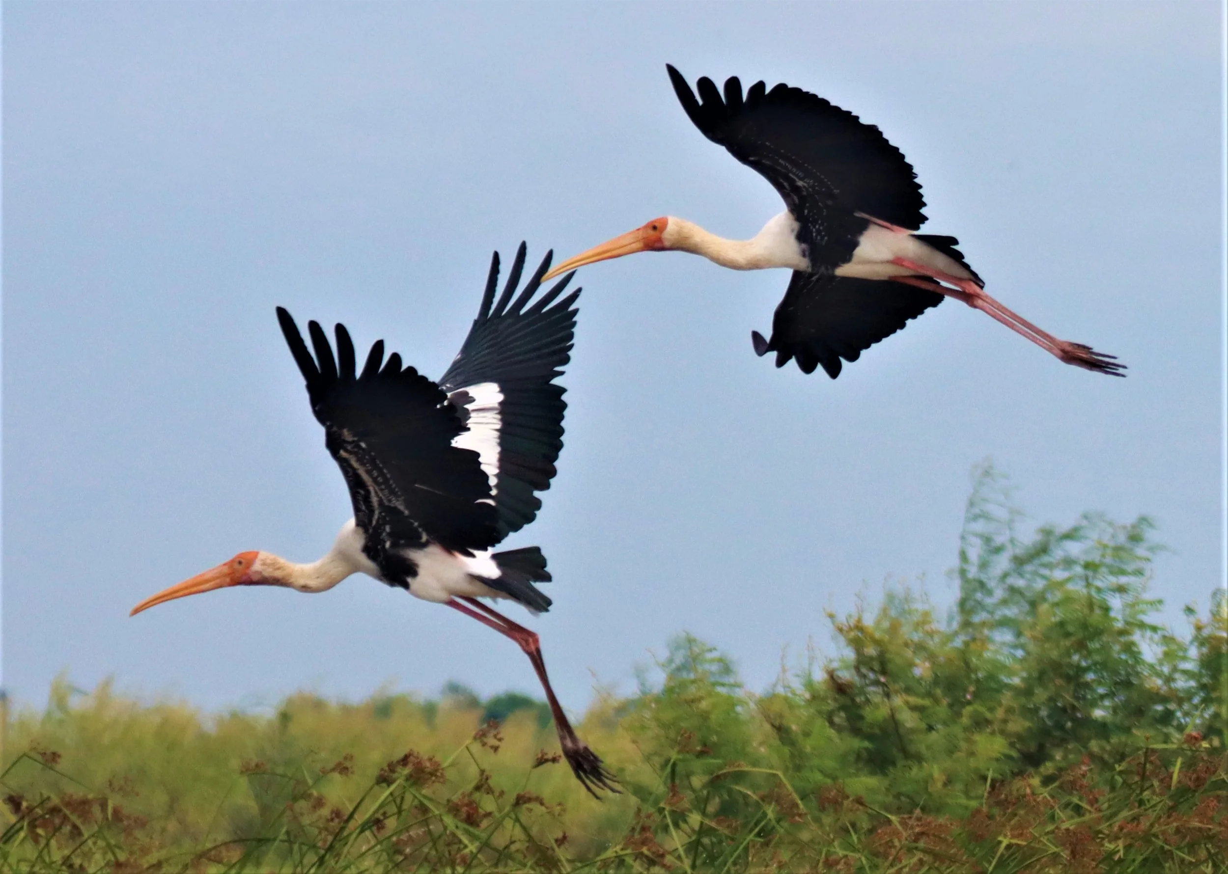 STORK - PAINTED STORK - Mycteria leucocephala - BUENG BORAPHET NAKHON SAWAN AUGUST 2021 (32).jpg