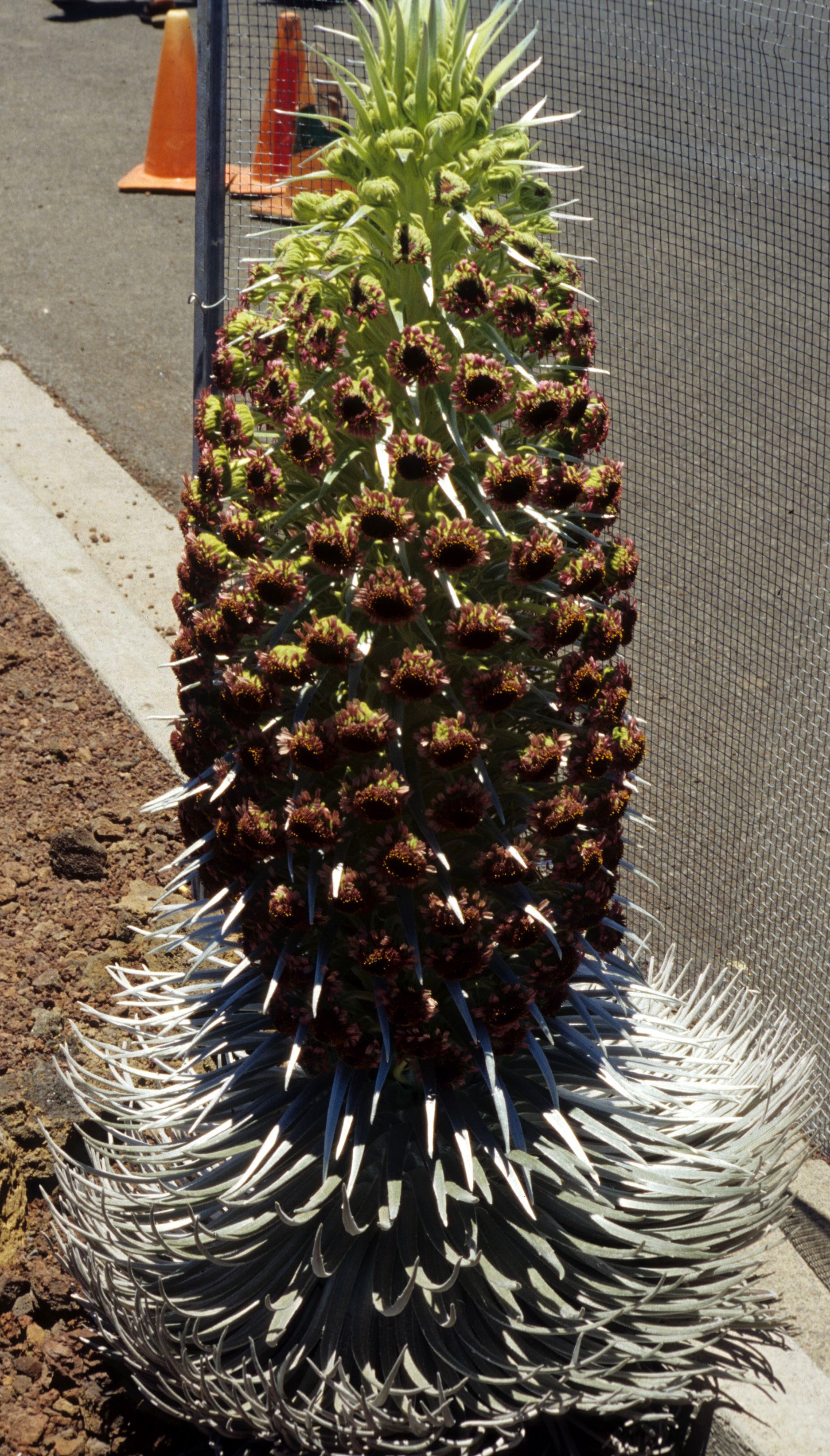 HAWAII - MAUI - HALEAKALA SILVERSWORD - ARGYROXIPHIUM SANDWICENSE - ASTERACEAE  (4).jpg