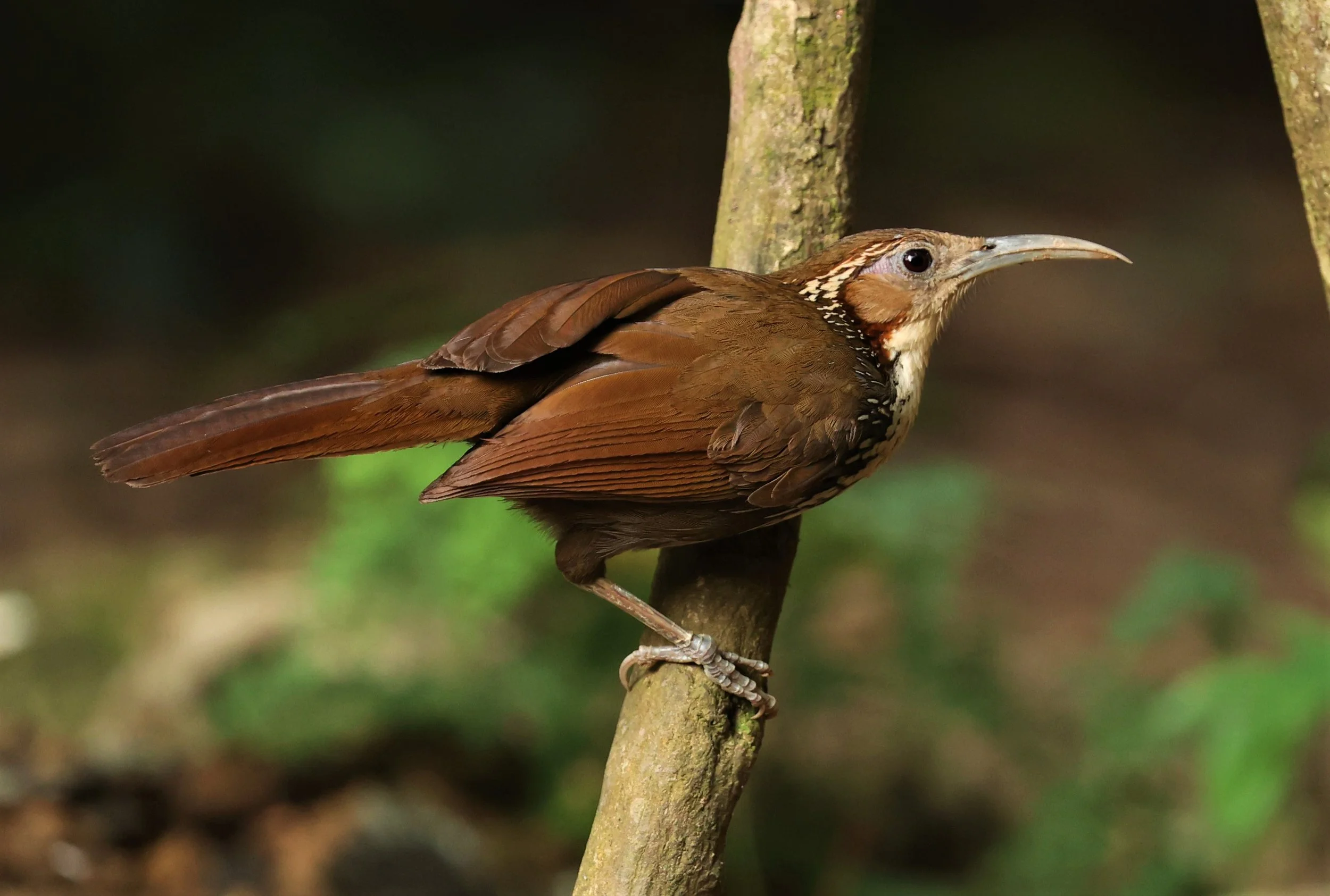 SCIMITAR BABBLER - Erythrogenys hypoleucos - LARGE SCIMITAR BABBLER - NUY HIDE NEAR KAENG KRACHAN FEB 2022 (10).jpg