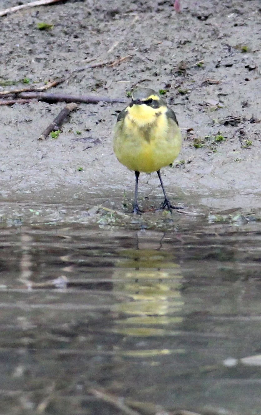YELLOW WAGTAIL - CHONGMING ISLAND DONGTAN WETLAND RESERVE CHINA (5).JPG