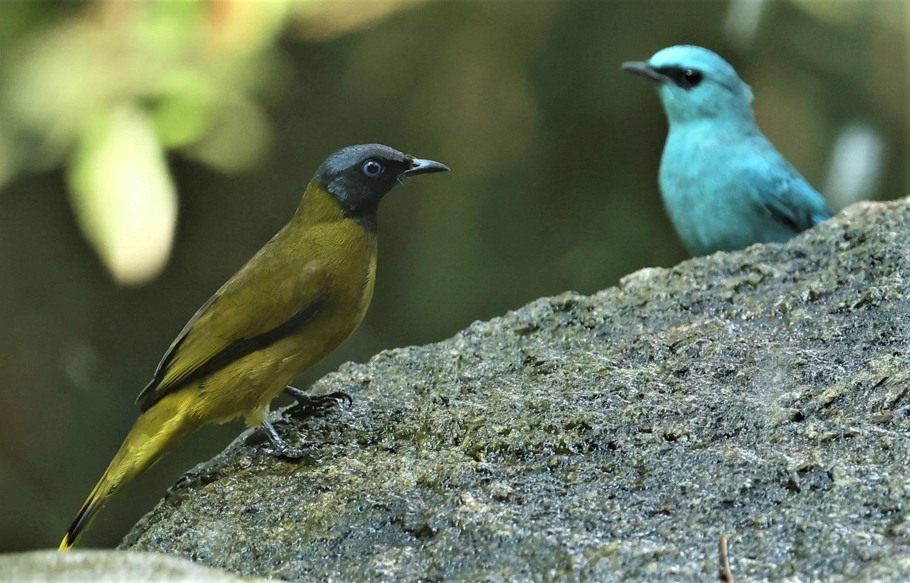 BULBUL - BLACK HEADED BULBUL - Pycnonotus atriceps - WAT THAM PRATHUM CHONBURI JAN 30 2022 (19).jpg