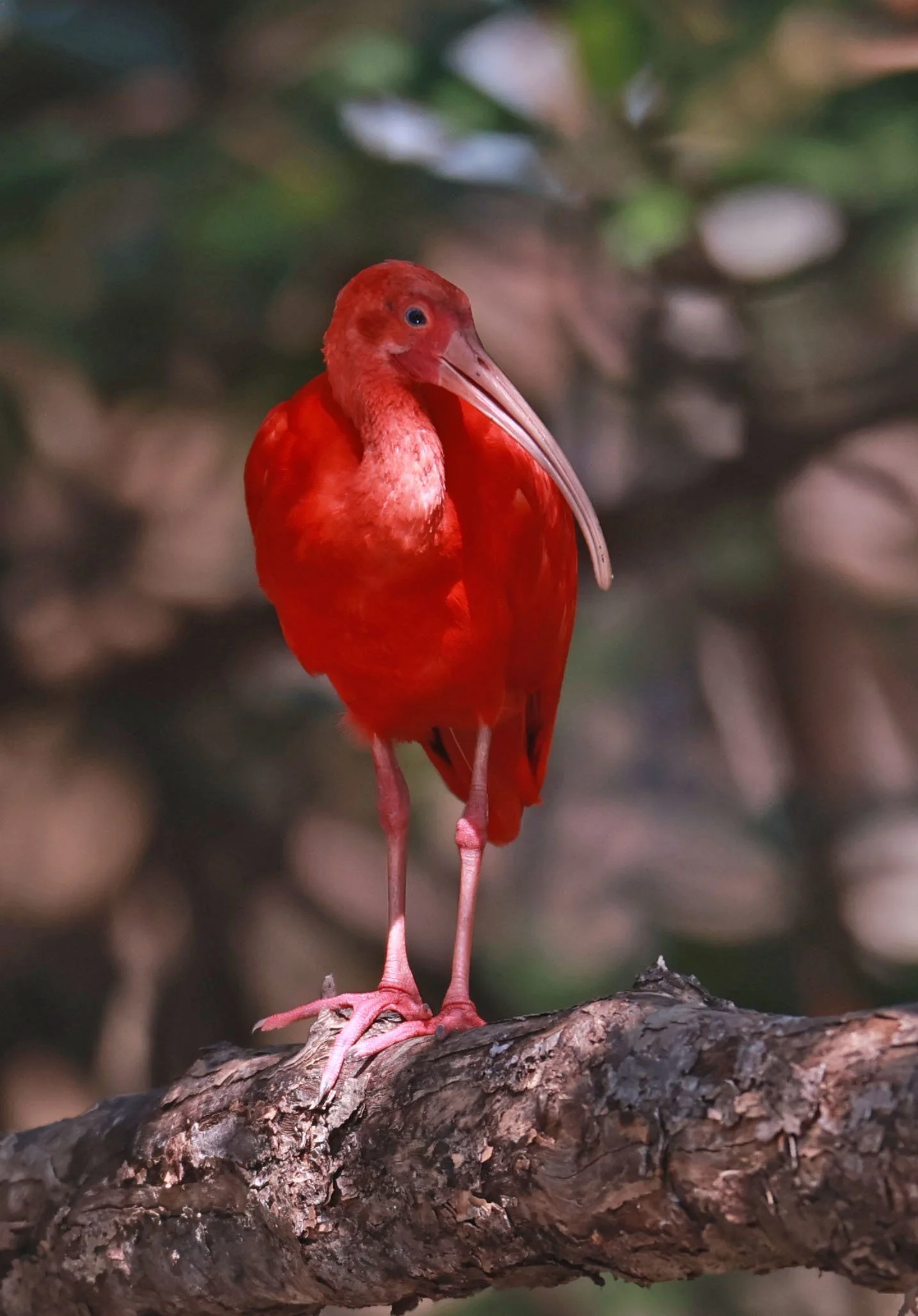 Ibis - Scarlet Ibis - Eudocimus ruber - 29 Songkaow Cafe, Chachoengsao Thailand (349).jpg