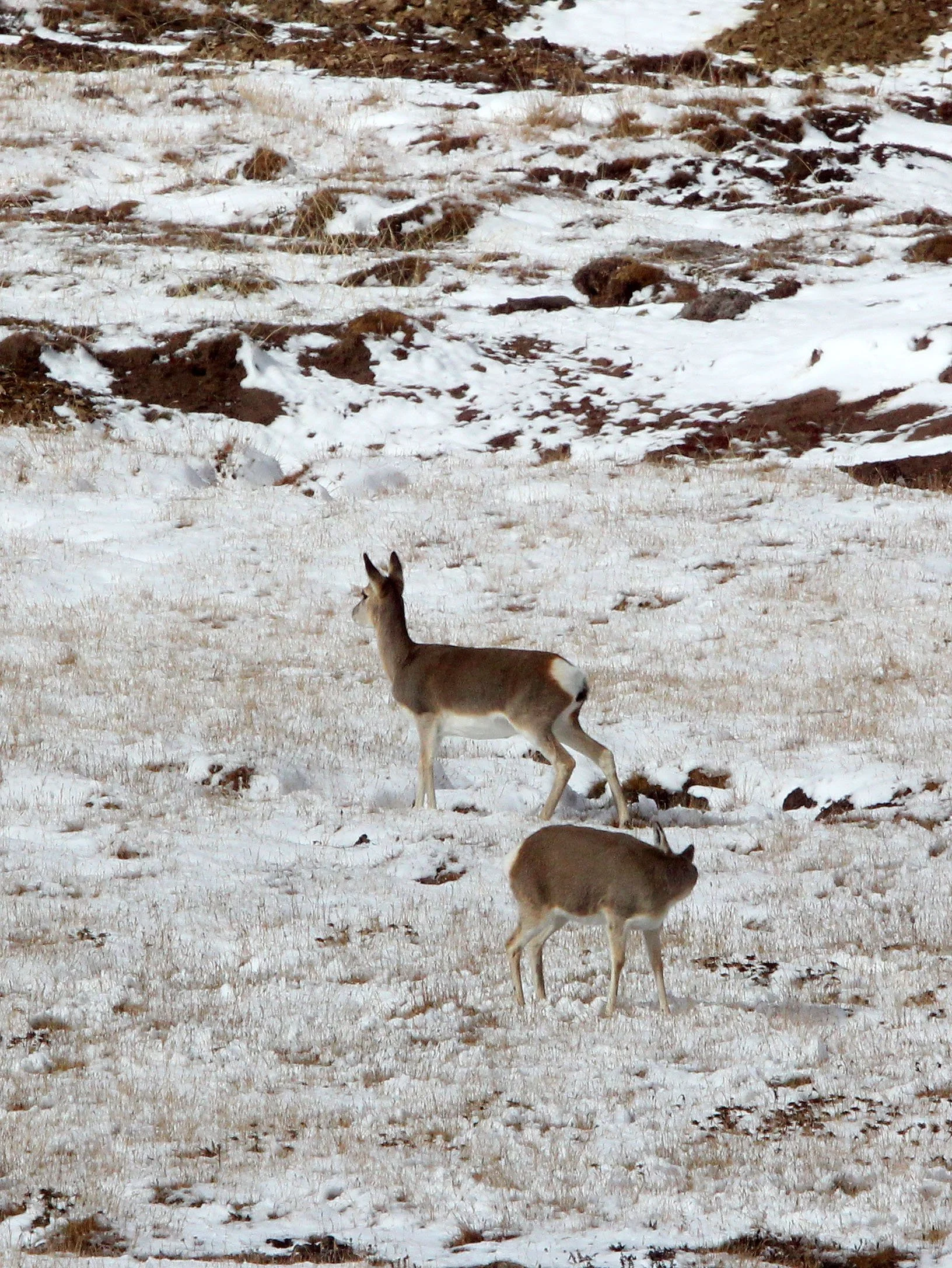 GAZELLE - TIBETAN GAZELLE - Procapra picticaudata - NEAR BAYANKALA PASS QINGHAI CHINA (2).JPG