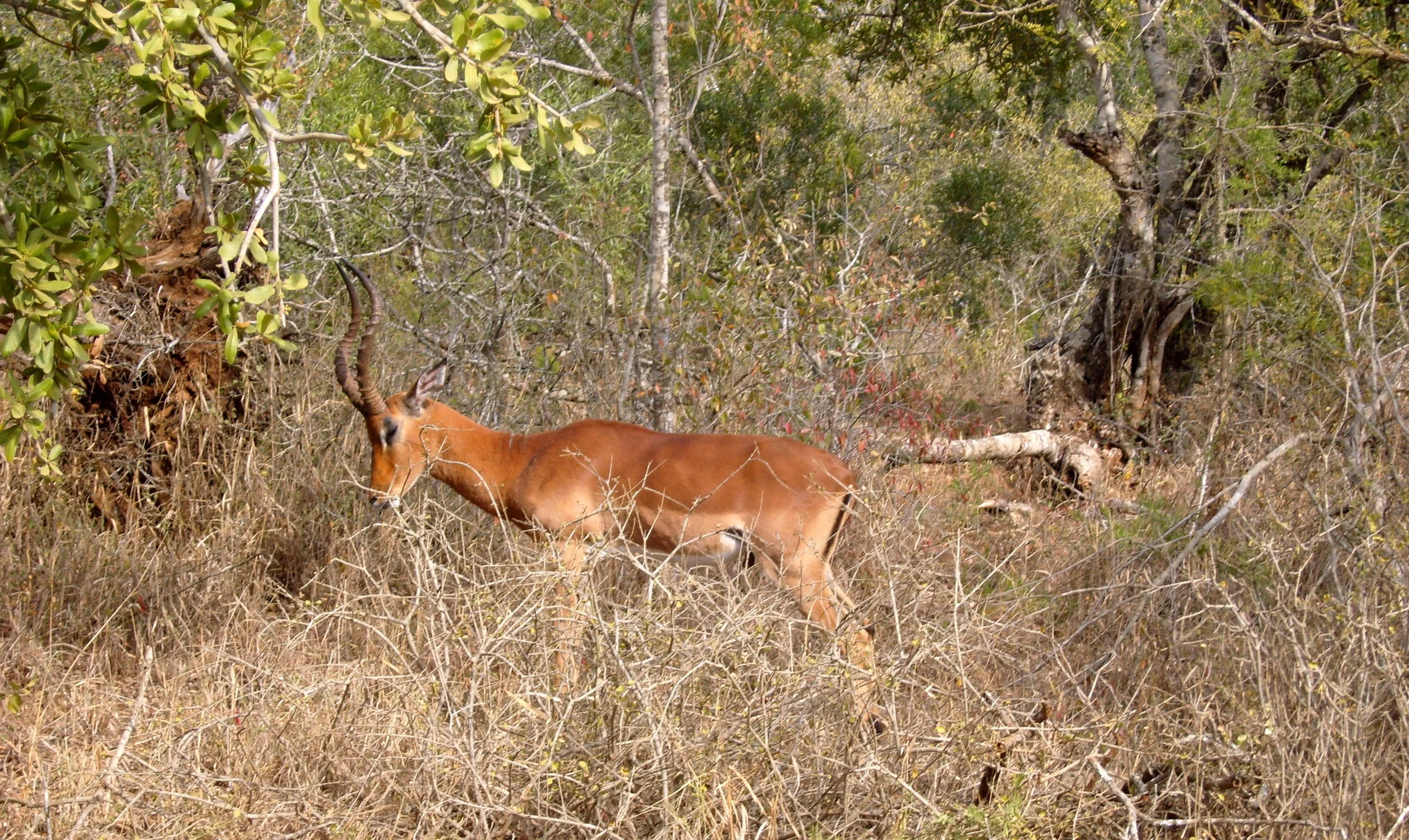 2009-6-18 COKIE'S IMAGES - MADAGASCAR AND AFRICA (17).JPG