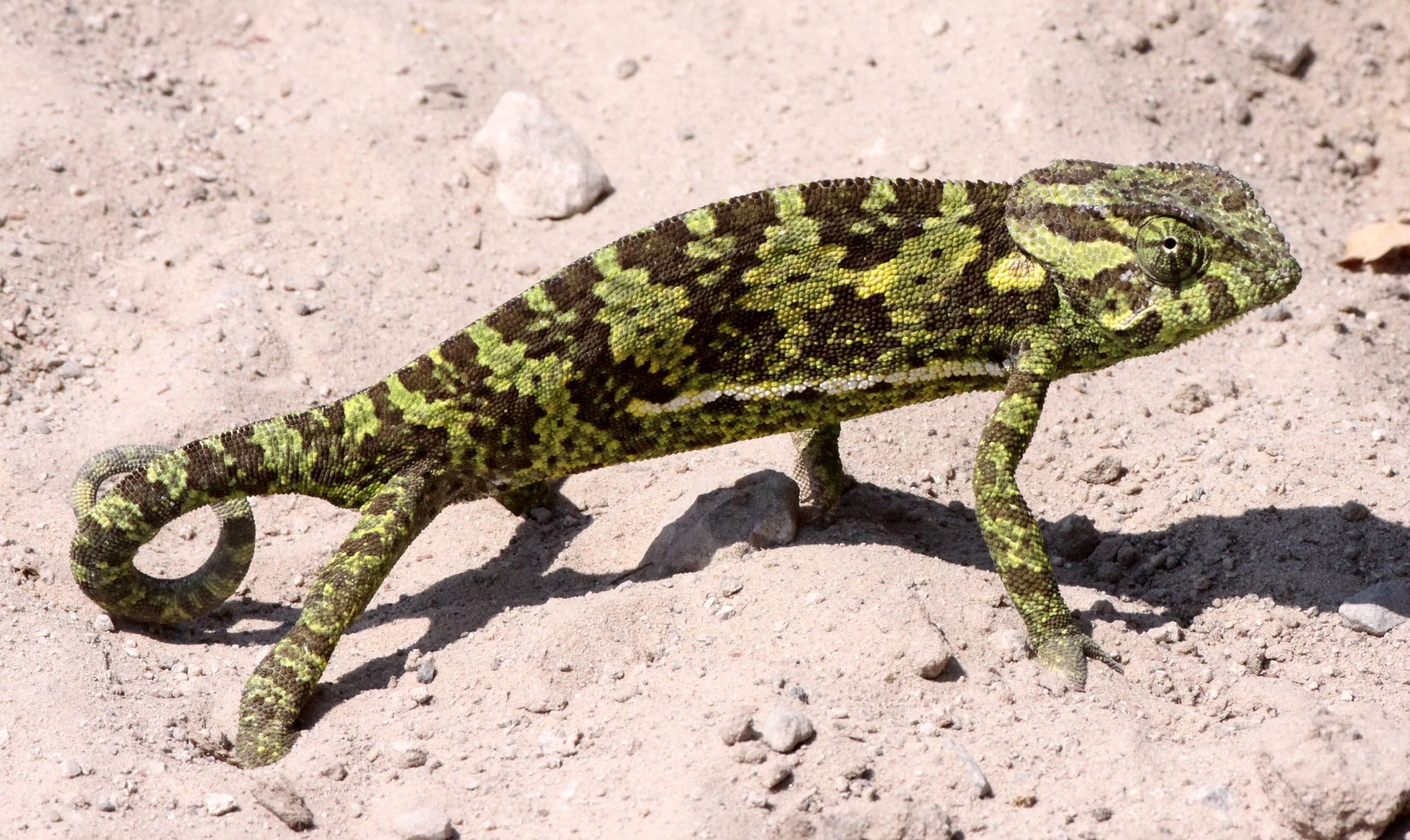 Flap-necked Chameleon (Chamaeleo dilepis) Nambia, Caprivi Strip