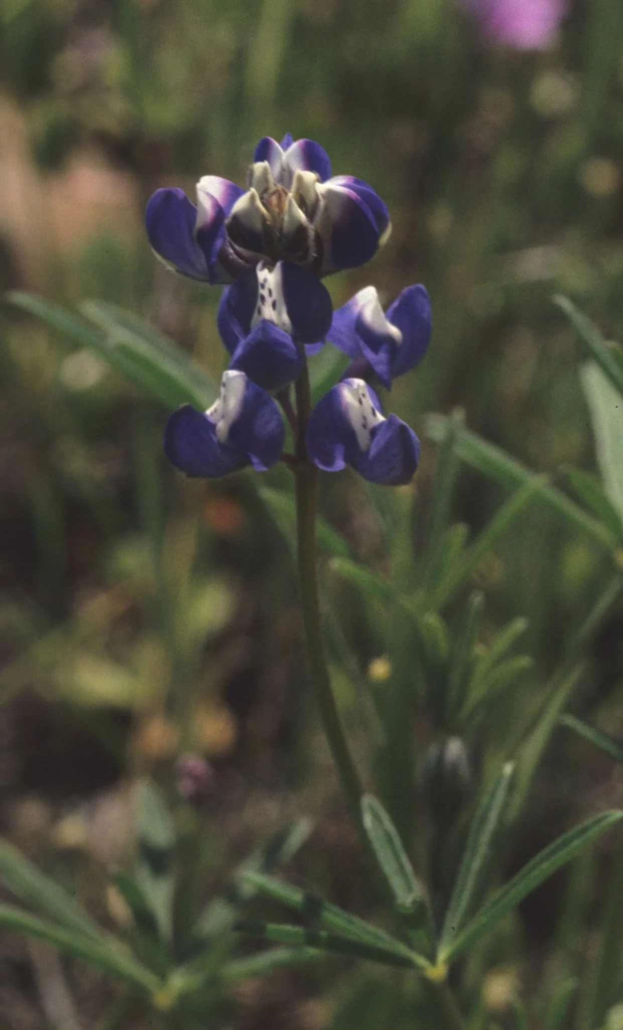 CALIFORNIA - PHOENIX FIELDS - VERNAL POOLS -  LUPINE SPECIES.jpg