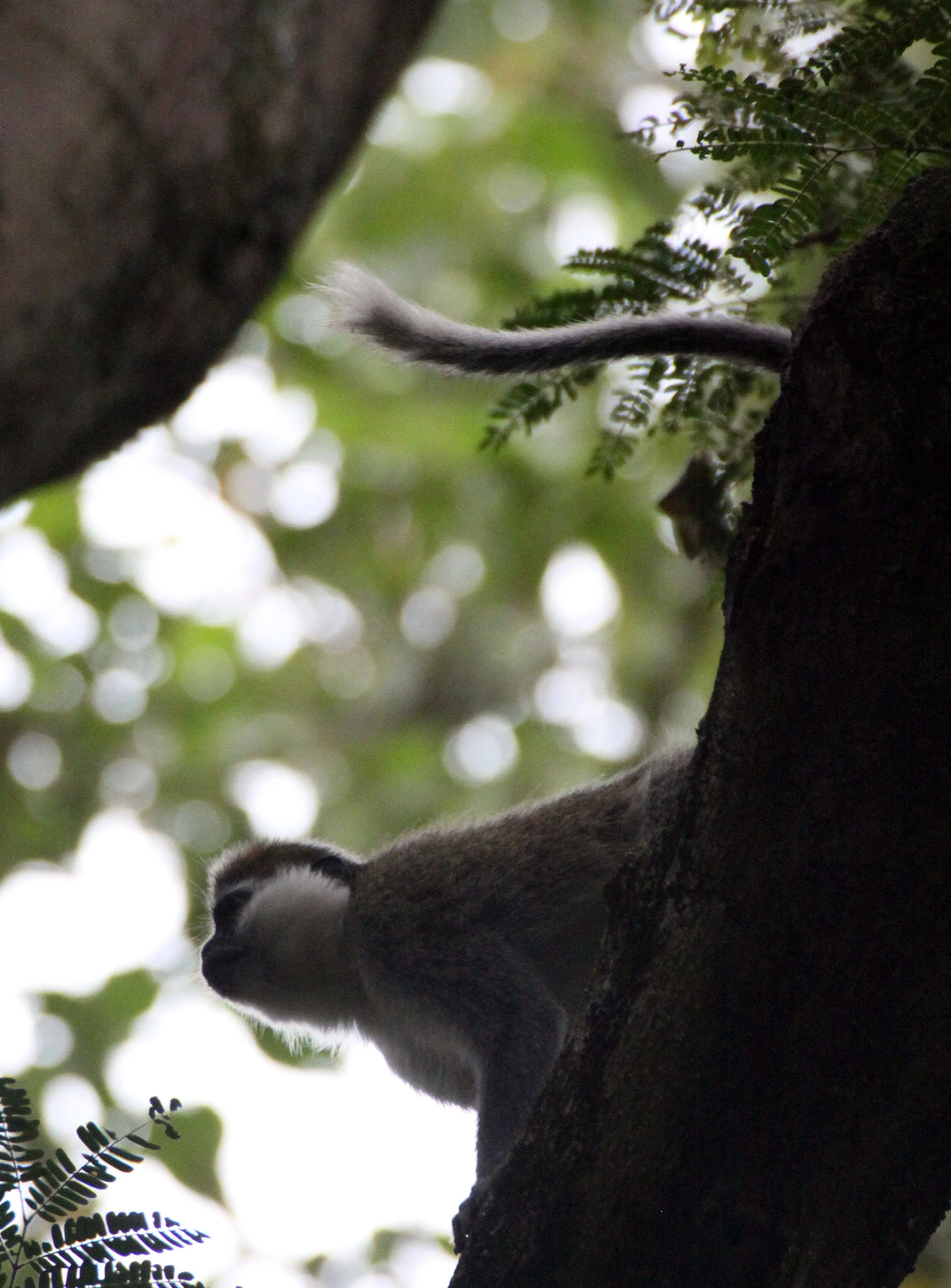 CERCOPITHECIDAE - Chlorocebus aethiops - GRIVET MONKEY - LANGANO LAKE ETHIOPIA (60).JPG