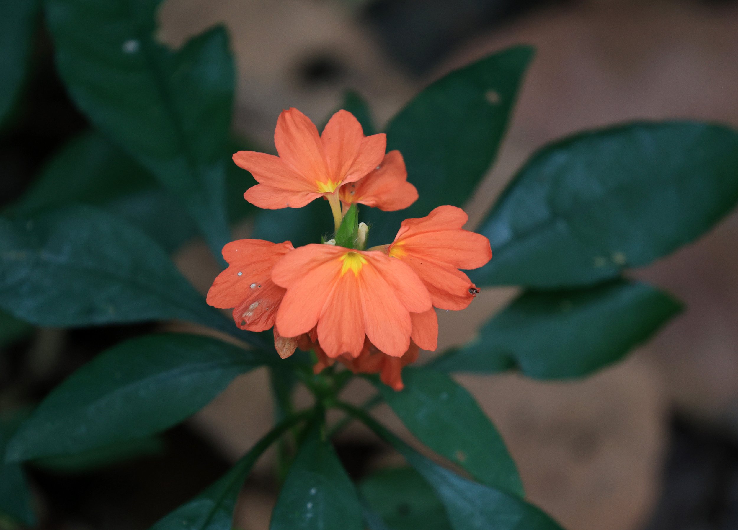 Doi Butsarakham Phayao Province (15).jpg