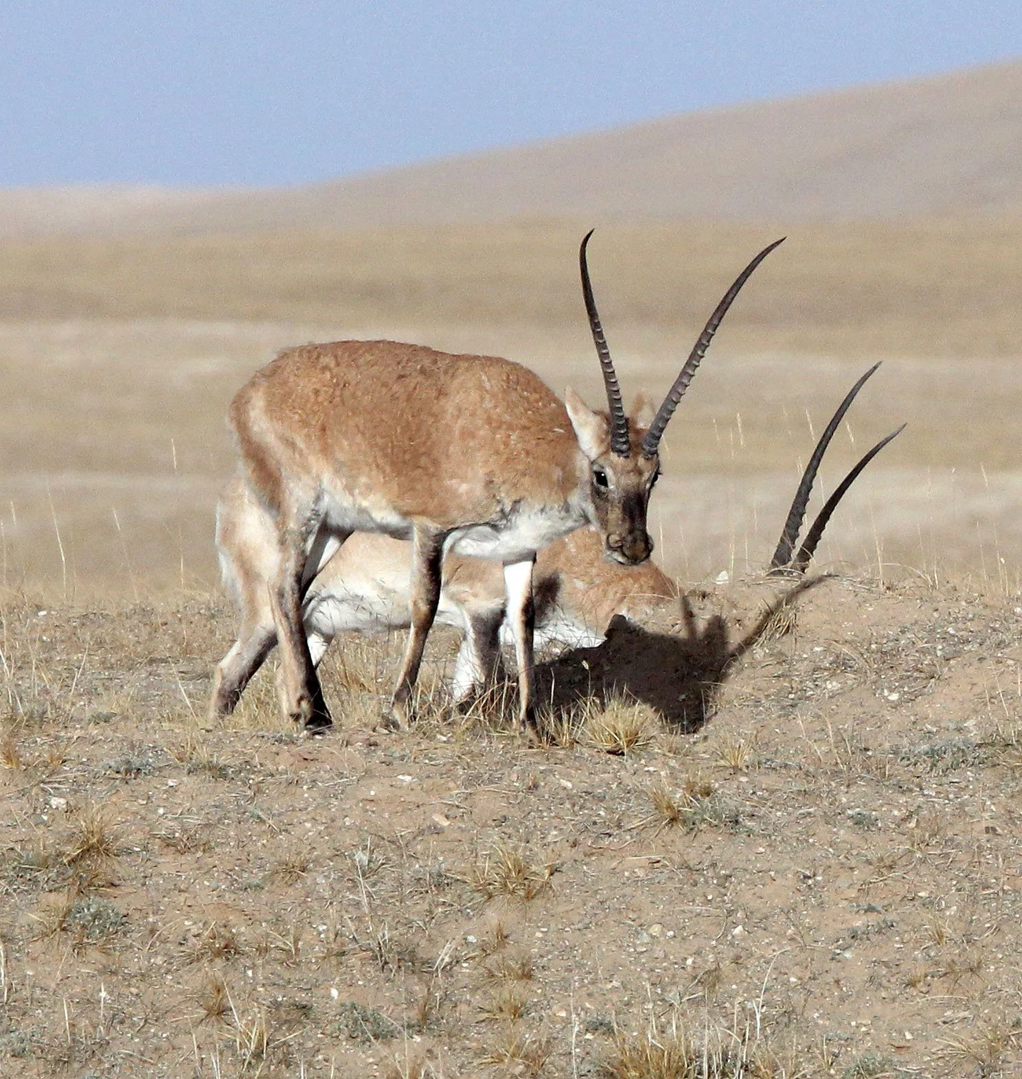 TIBETAN ANTELOPE -  Pantholops hodgsonii - KEKEXILI NATIONAL RESERVE - QINGHAI PROVINCE - CORE AREA (128).JPG
