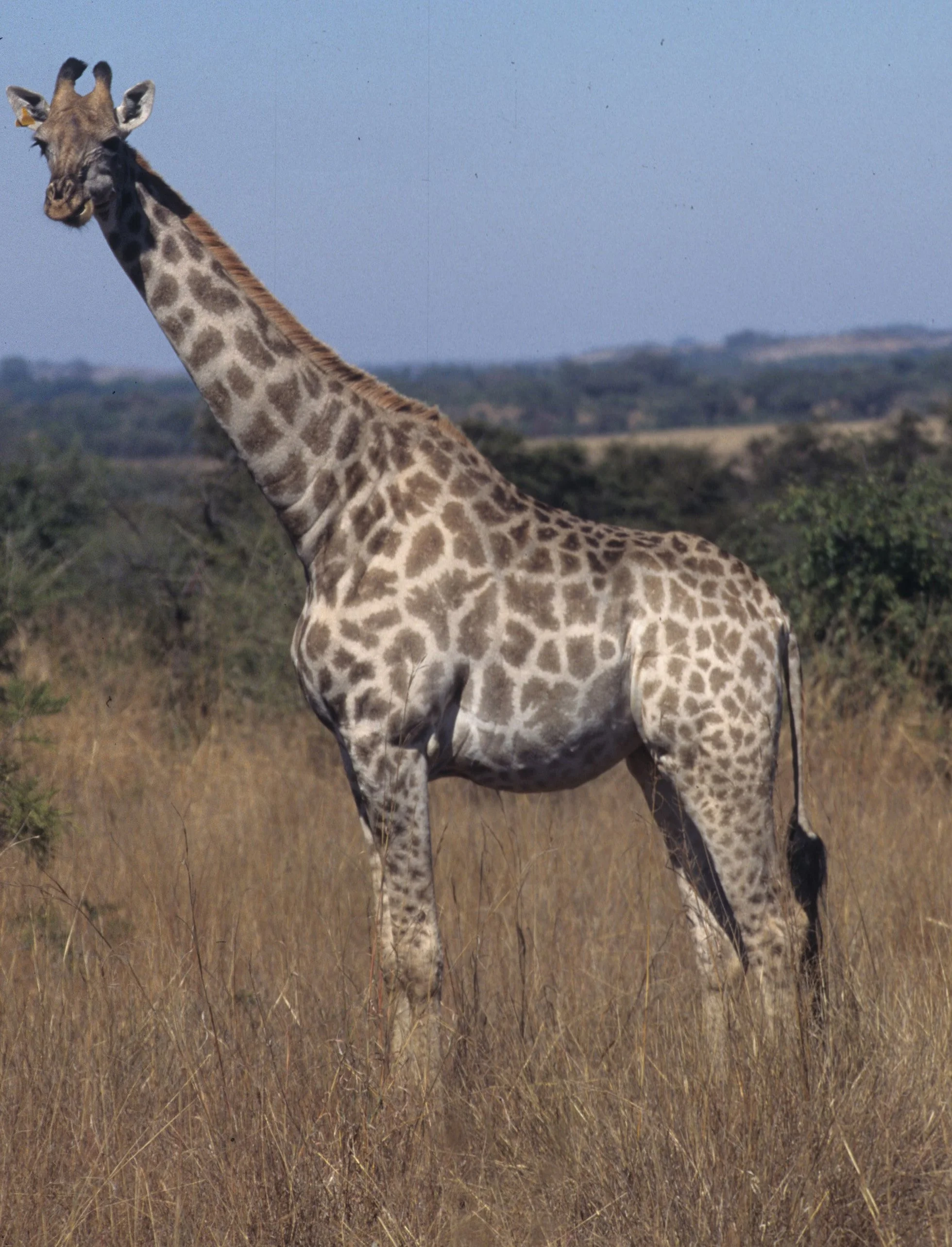 GIRAFFE-SOUTHERN - KRUGER 8.jpg