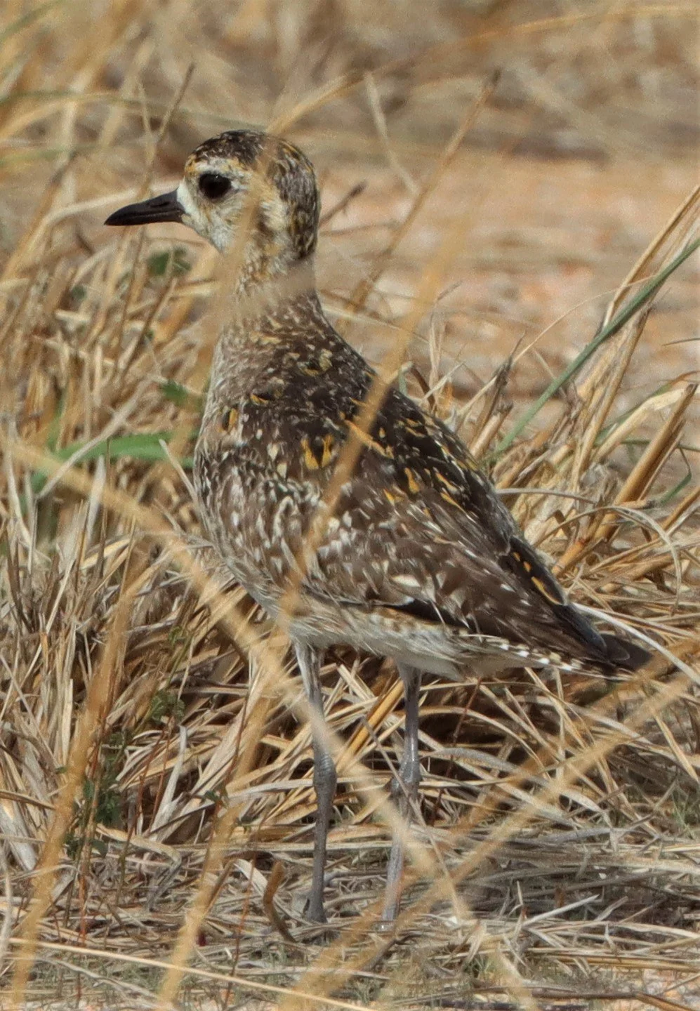 PLOVER - PACIFIC GOLDEN PLOVER - Pluvialis fulva - KING'S PROJECT FISH AND GREEN CAVIAR  (4).jpg