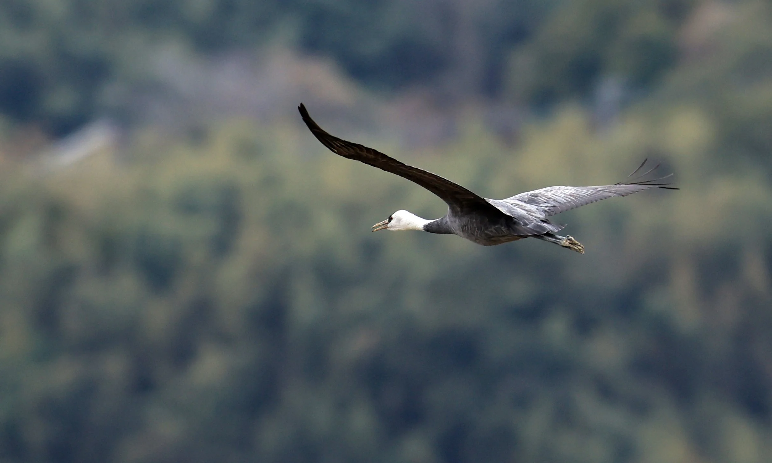 Hooded Crane (Grus monacha) & White-naped Crane - Izumi Crane Park & Center, Izumi Kagoshima Kyushu Japan (58).jpg