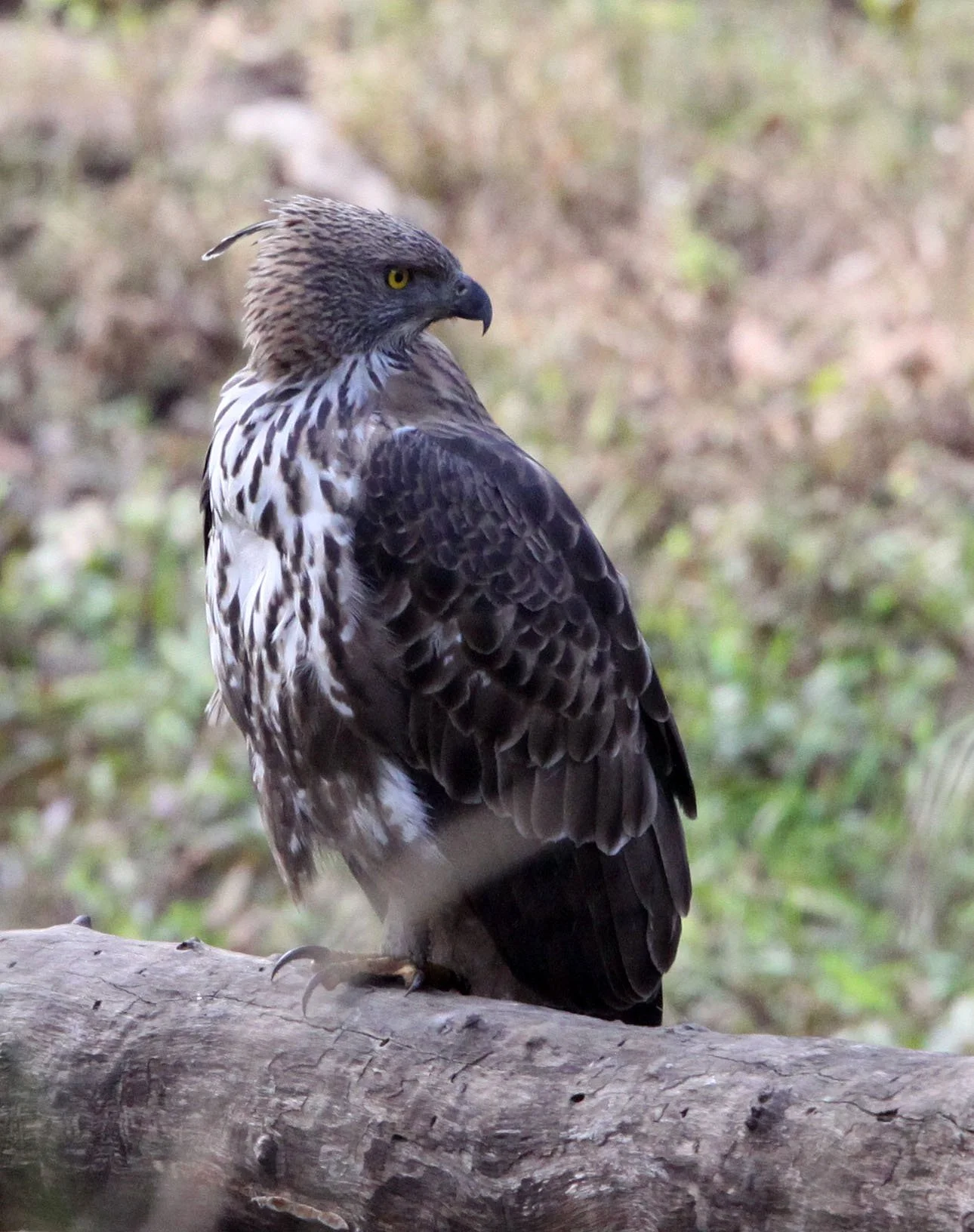 Nisaetus cirrhatus cirrhatus - INDIAN CHANGEABLE HAWK EAGLE - BANDHAVGAR NATIONAL PARK INDIA (39).JPG