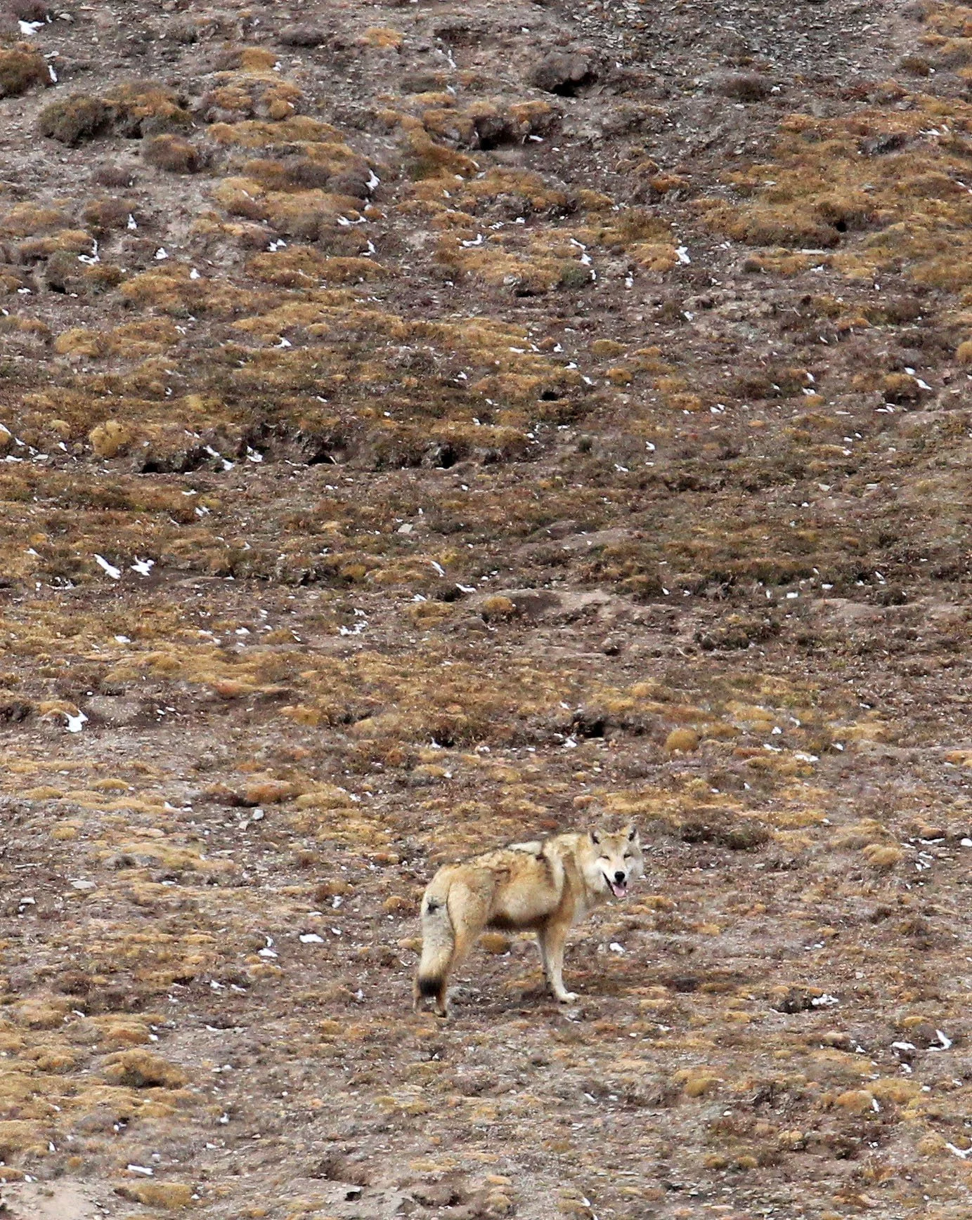WOLF - Canis lupus chanco - TIBETAN WOLF - KEKEXILI NATIONAL RESERVE - QINGHAI PROVINCE - WEST OF QUMALAI (56).JPG