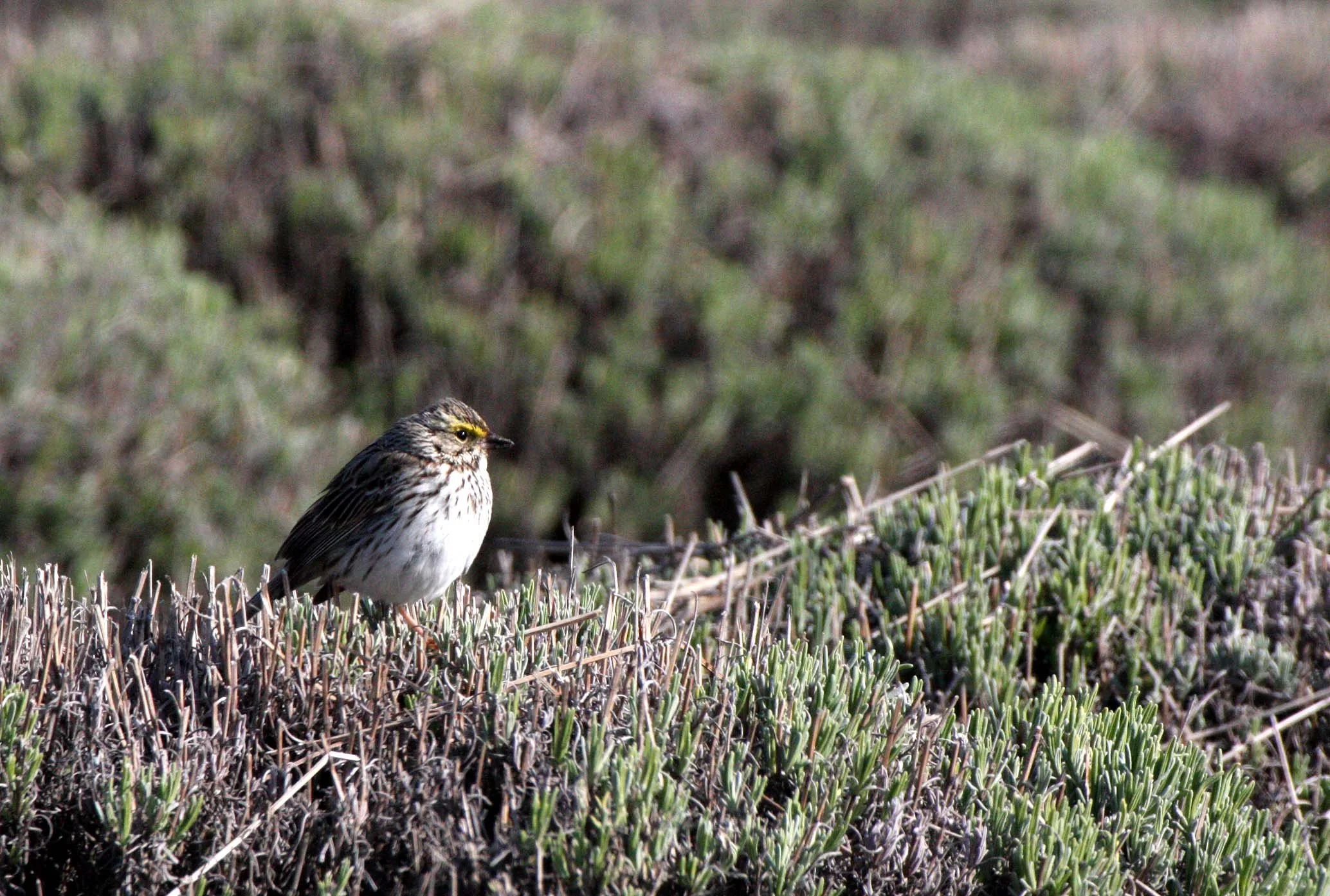Savannah Sparrow (Passerculus sandwichensis) Sequim Prairie Washington (6).JPG