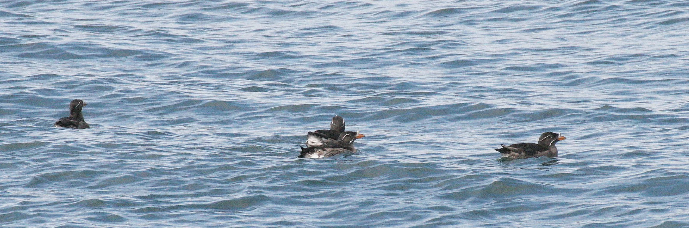 Cerorhinca monocerata - RHINOCEROS AUKLET - SAN JUAN ISLANDS (11).JPG