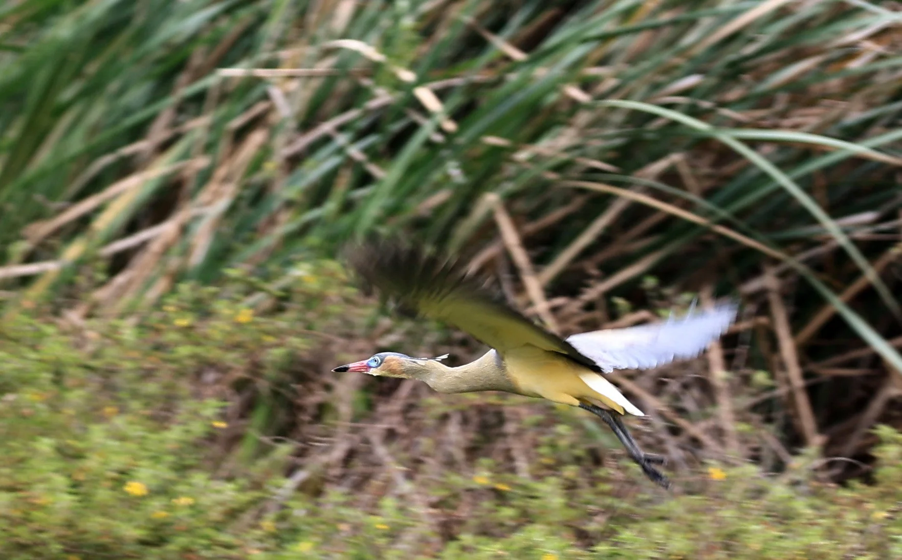 Whistling Heron (Syrigma sibilatrix) Agua Dulce Paraguay (12).jpg