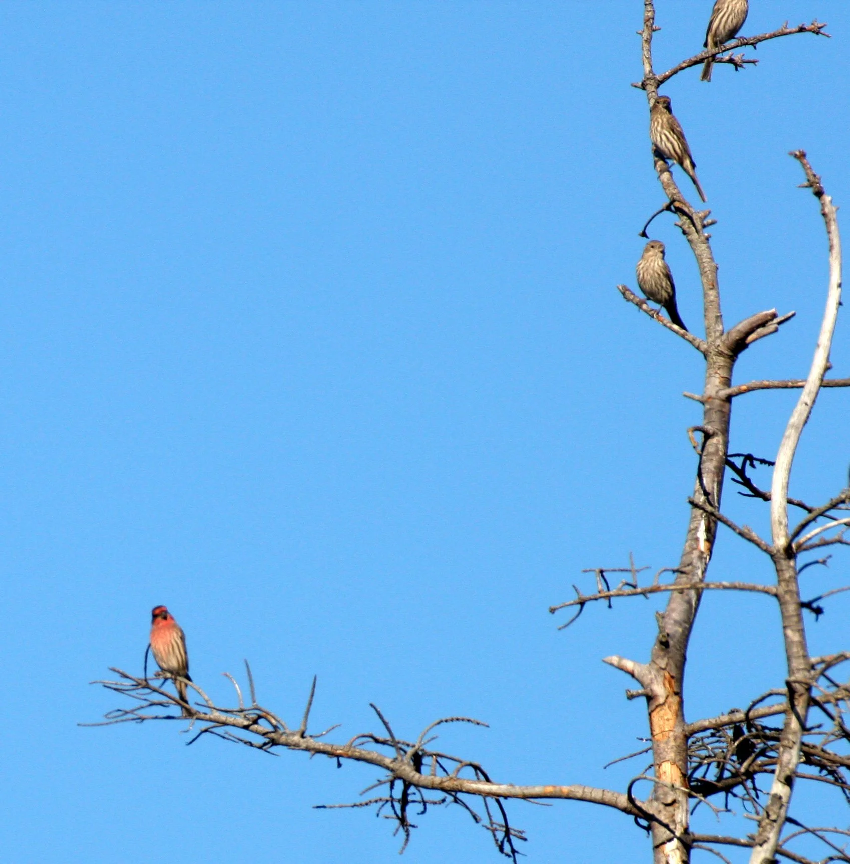 House Finch (Haemorhous mexicanus) Jamestown Washington (23).JPG