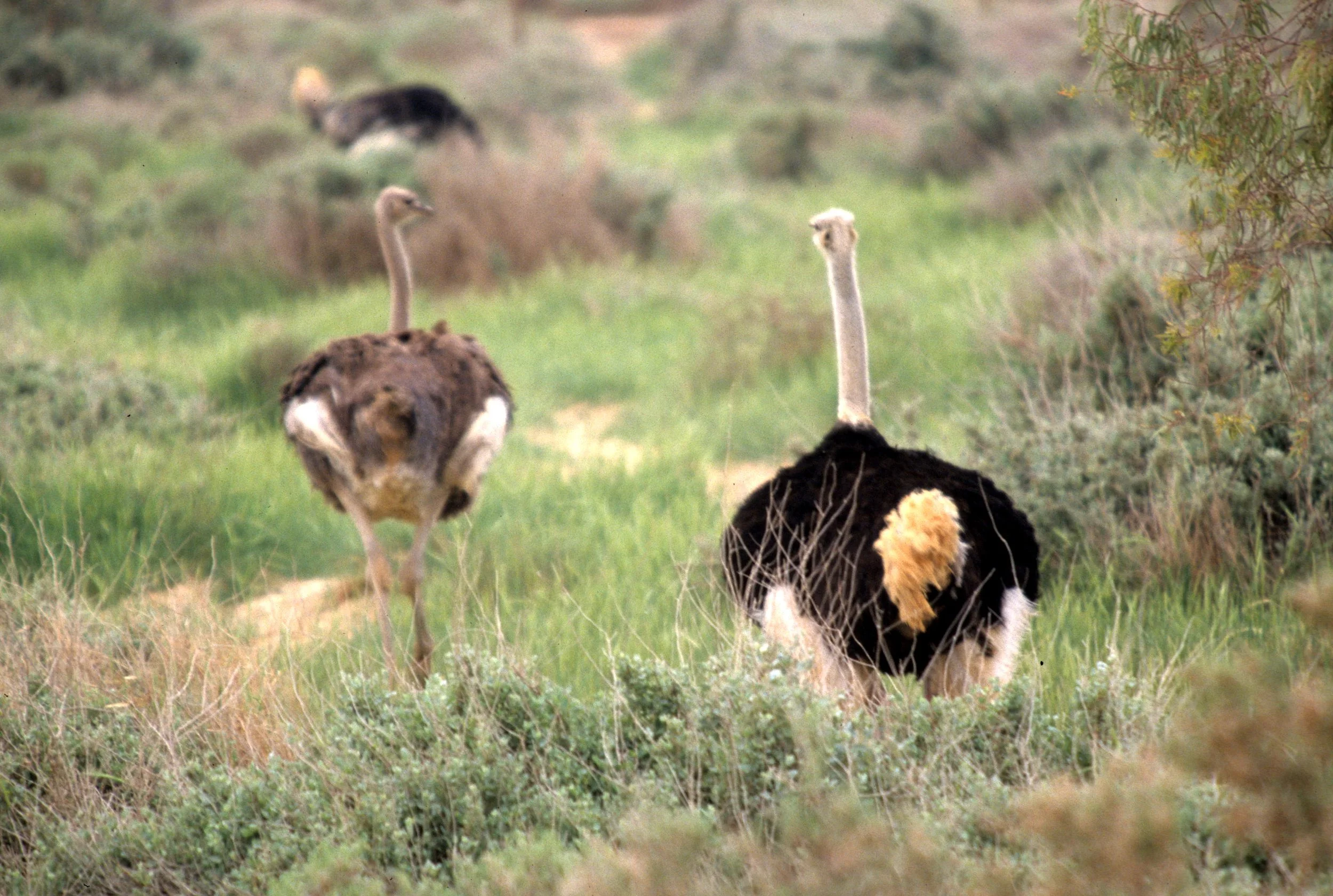 Struthio camelus camelus - NORTH AFRICAN (supposed to be SOMALI) OSTRICH - SHAUMARI RESERVE JORDAN (18).jpg