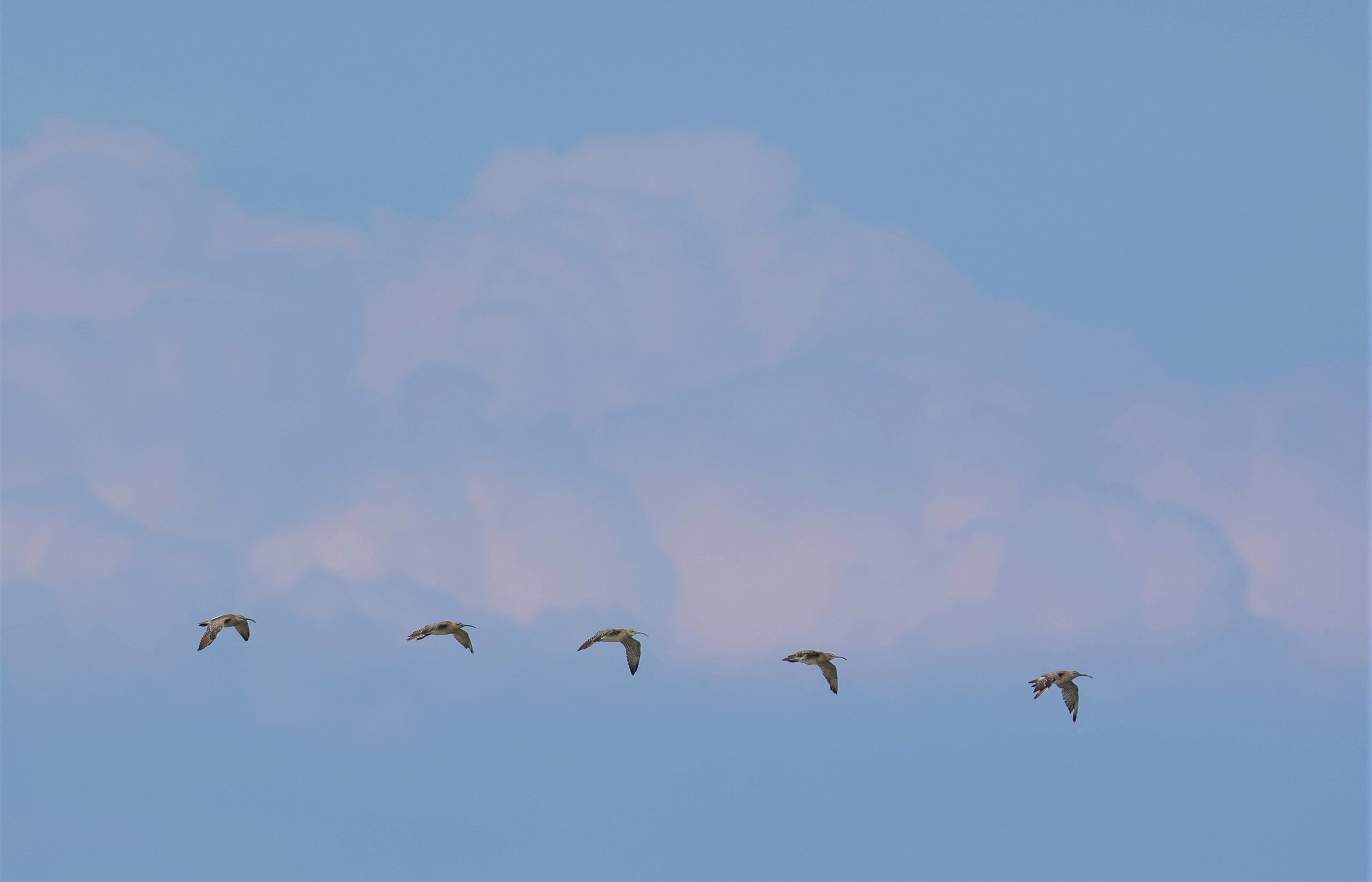 WHIMBREL - Numenius phaeopus - PAK THALE 16 & 19 OCTOBER 2021 (4).jpg