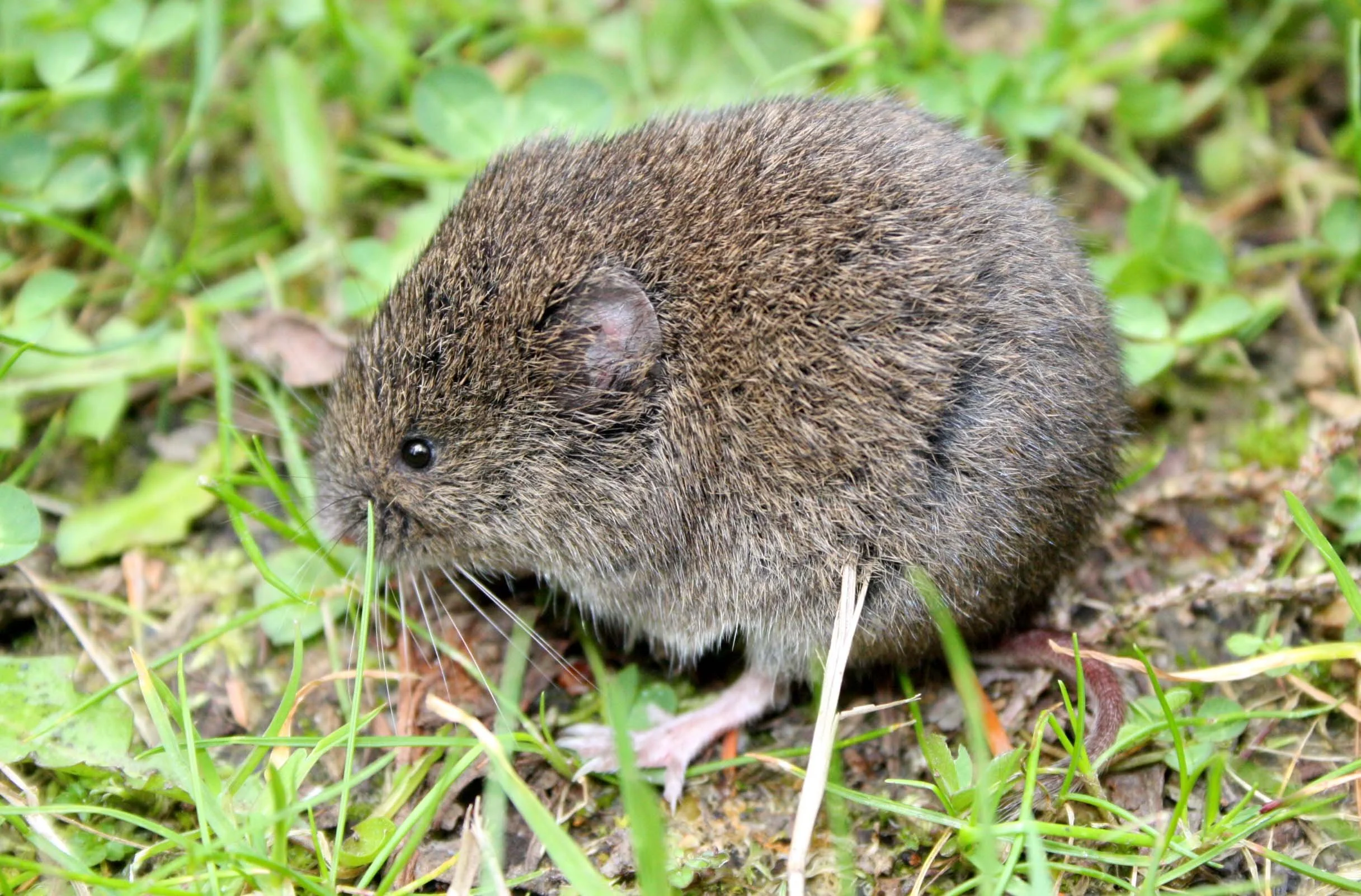 RODENTIA - VOLE - CREEPING VOLE - MICROTUS OREGONI - LAKE FARM TRAILS WASHINGTON (18).JPG