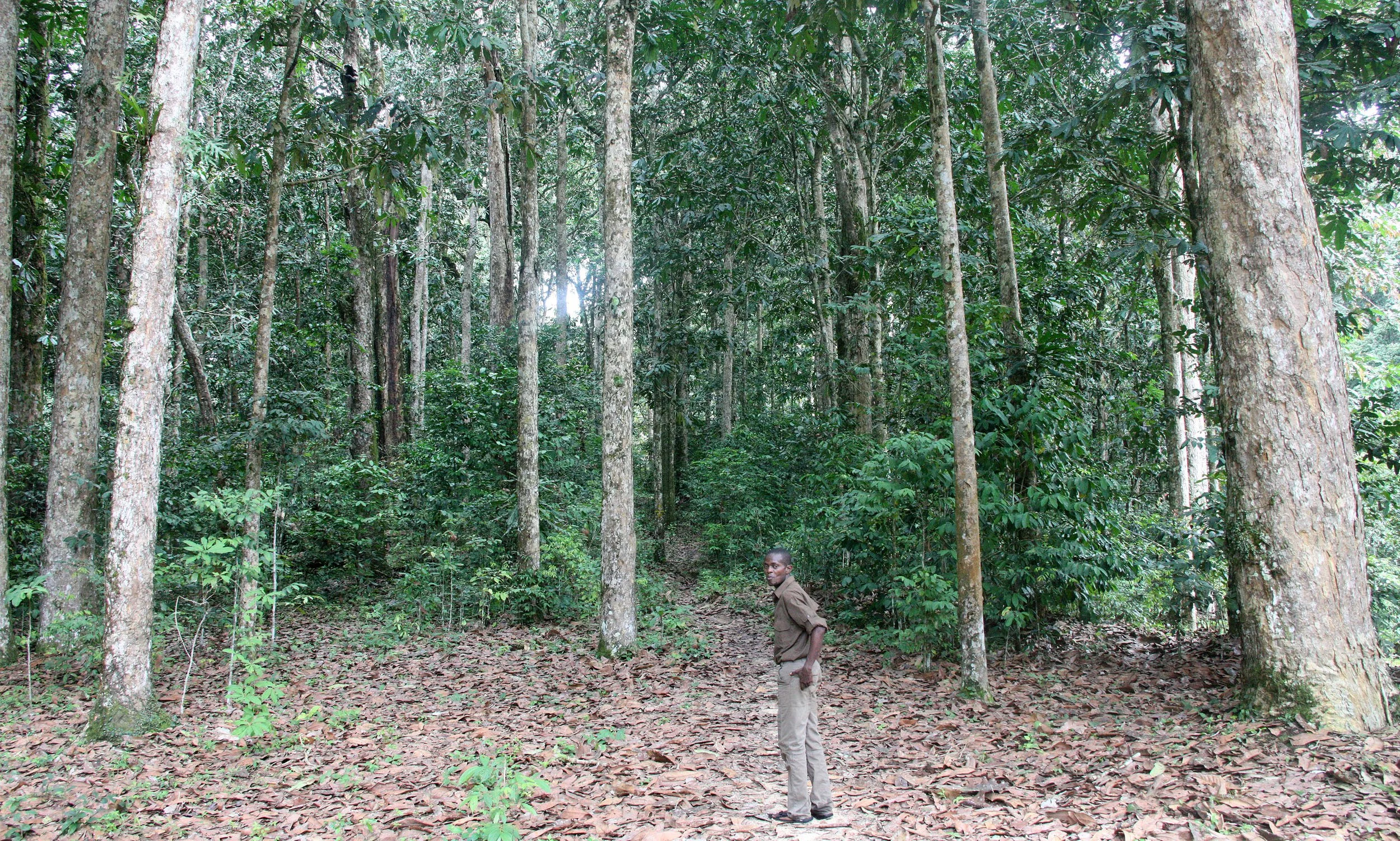DZANGA NDOKI NATIONAL PARK CENTRAL AFRICAN REPUBLIC (43).JPG