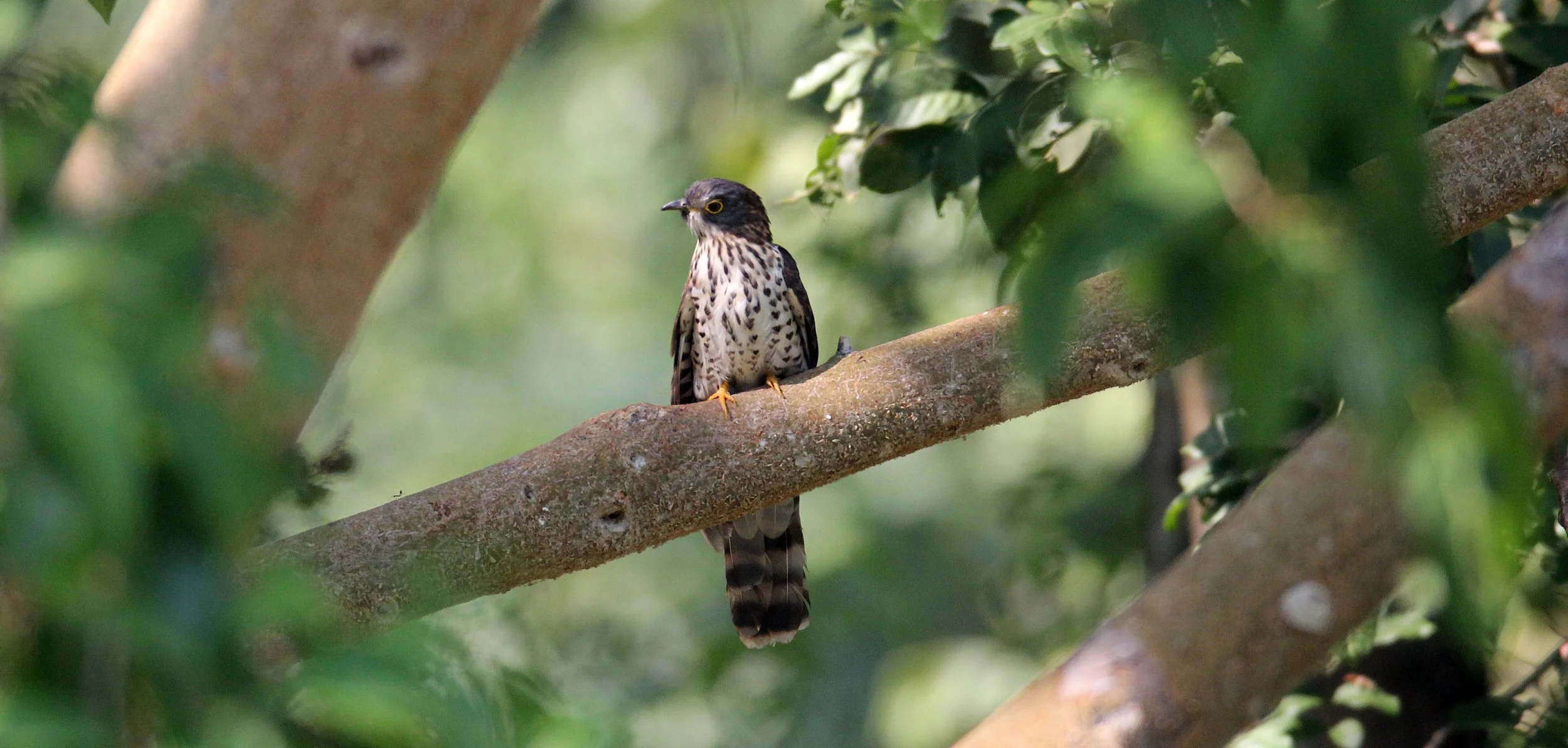 Large Hawk-cuckoo (Hierococcyx sparveroides) Huai Kha Khaeng NWR Thailand (15).JPG