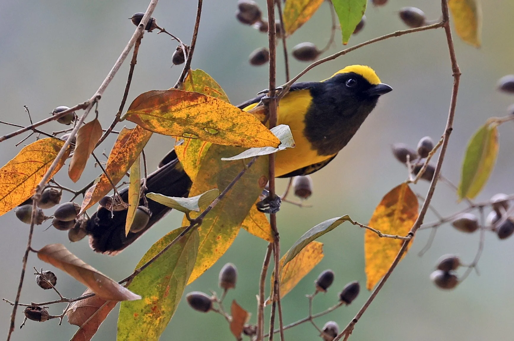 Sultan Tit (Melanochlora sultanea) Kaeng Krachan National Park ESS Expedition 2026(49).jpg