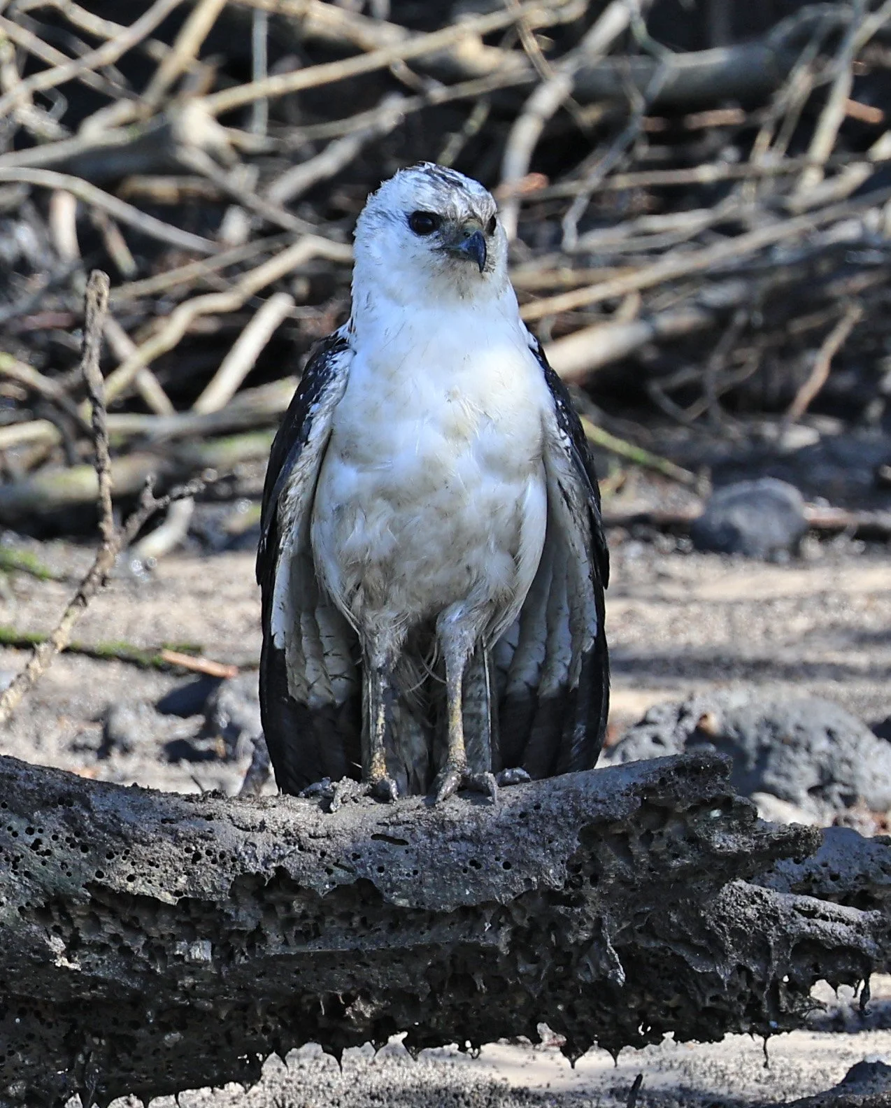 White-necked Hawk (Amadonastur lacernulatus) Superagui National Park