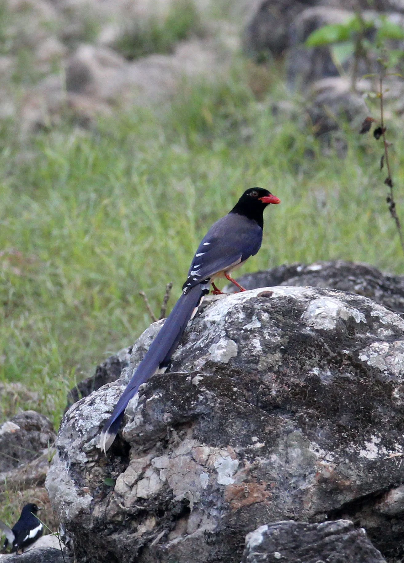 BIRD - MAGPIE - BLUE MAGPIE - HUAI KHA KHAENG NATURE RESERVE - KAPOK KAPIEN STATION & MINERAL LICK - THAILAND (16).JPG