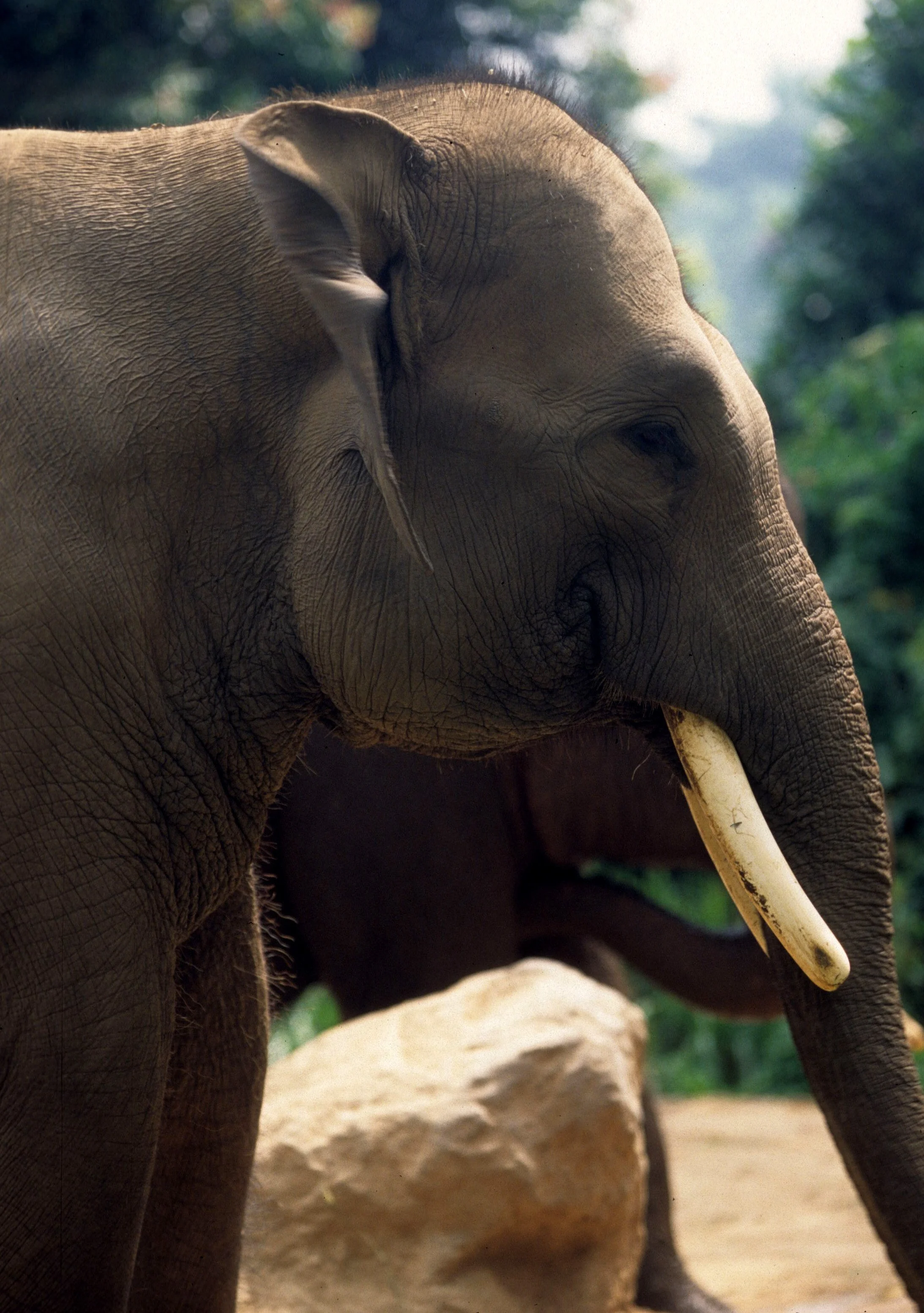 ELEHPANT - ASIAN ELEPHANT - SUMATRAN SUBSPECIES - JAVA A.jpg