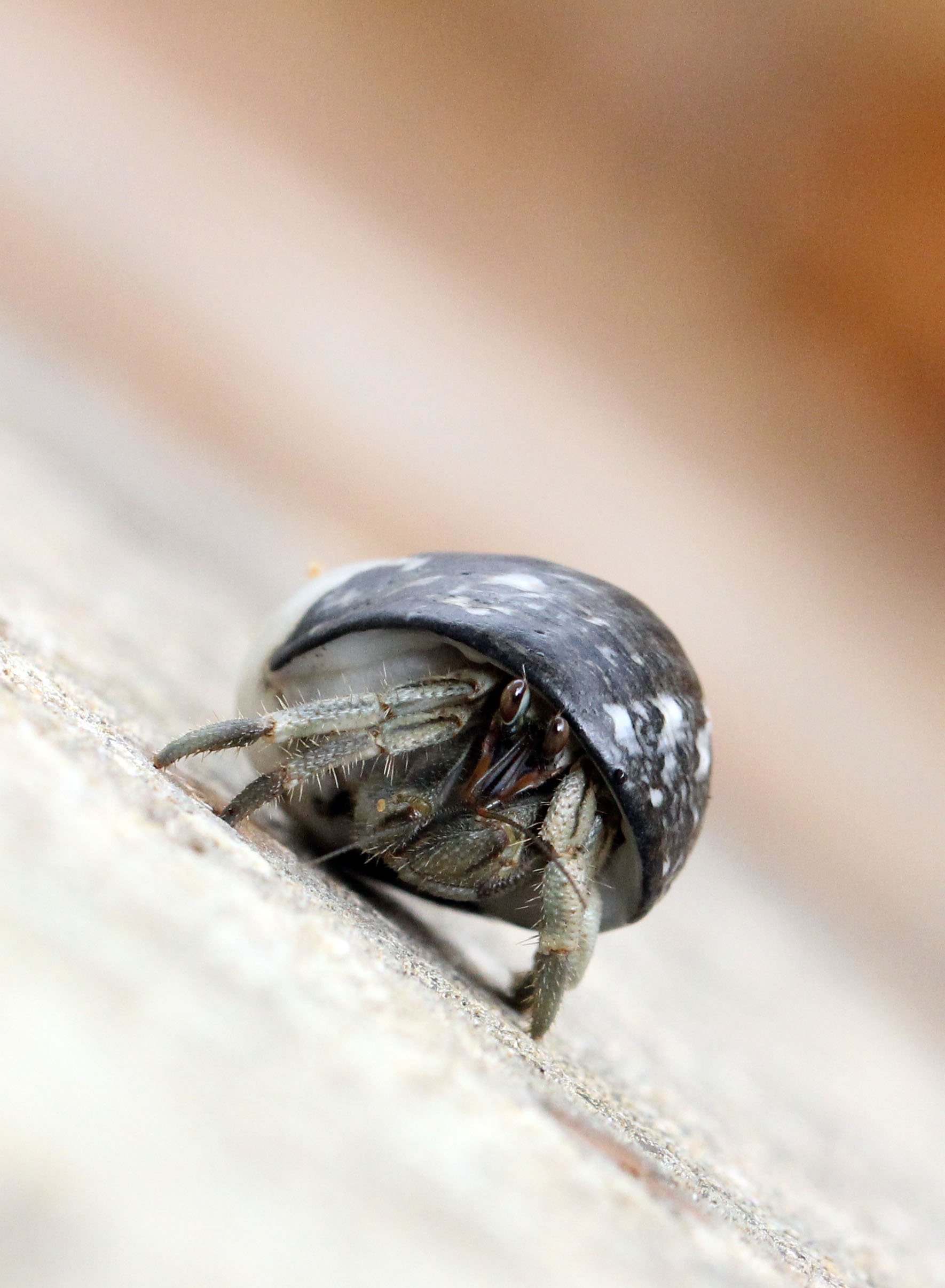 2015 Koh Lanta Build and Fun (155).JPG