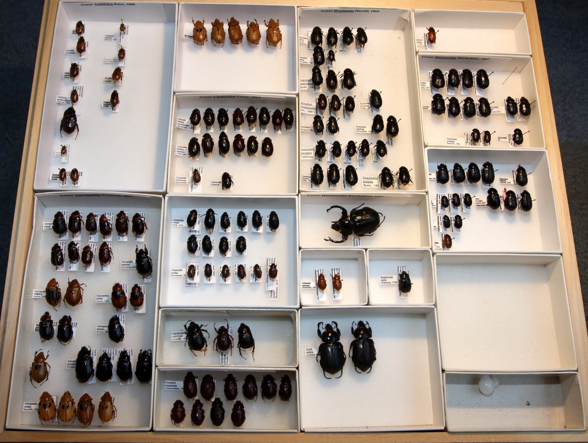 Dynastinae  Cyclocephalini Many species.JPG