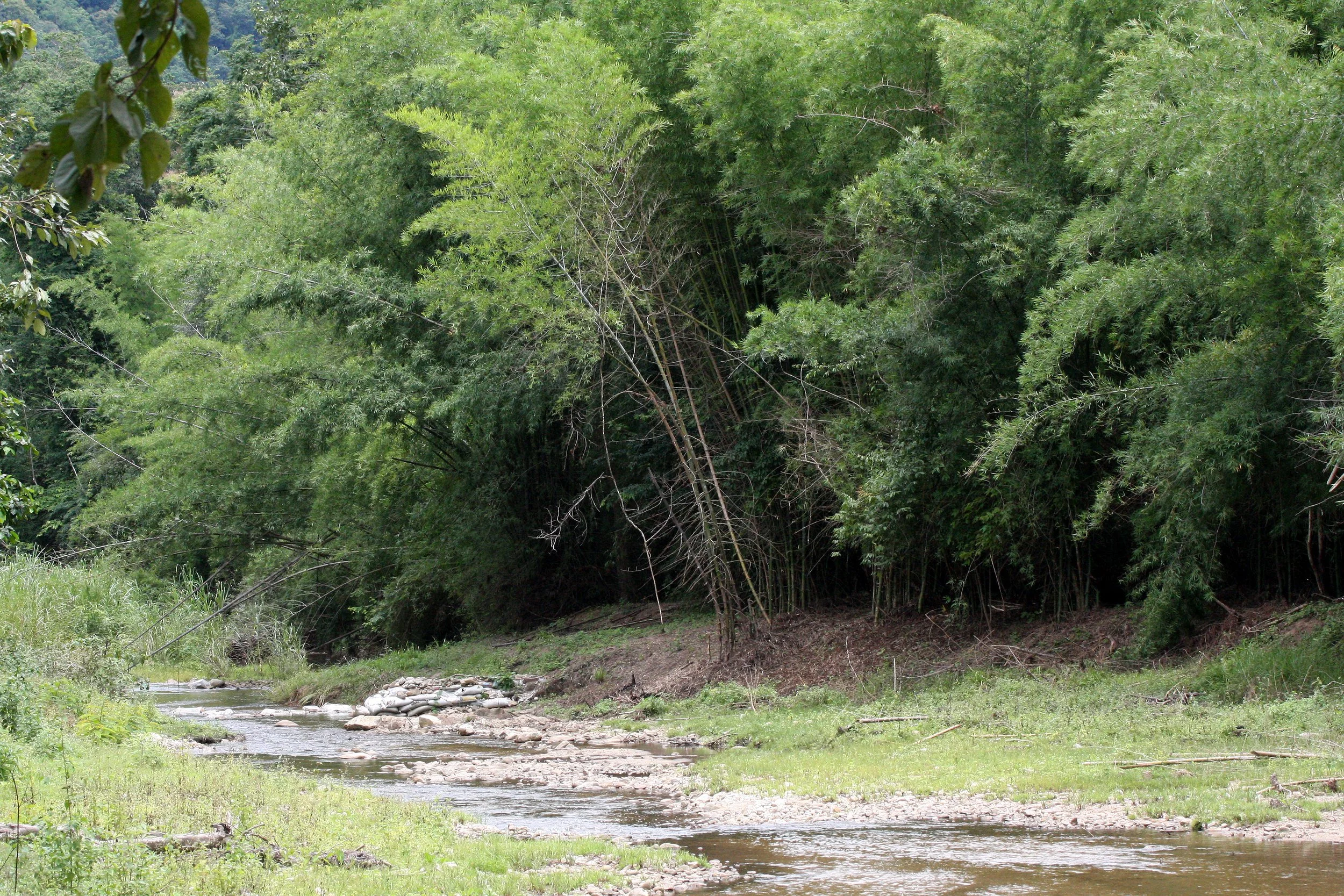 HUAI KHA KHAENG THAILAND - STREAM SIDE WITH BAMBOO.JPG
