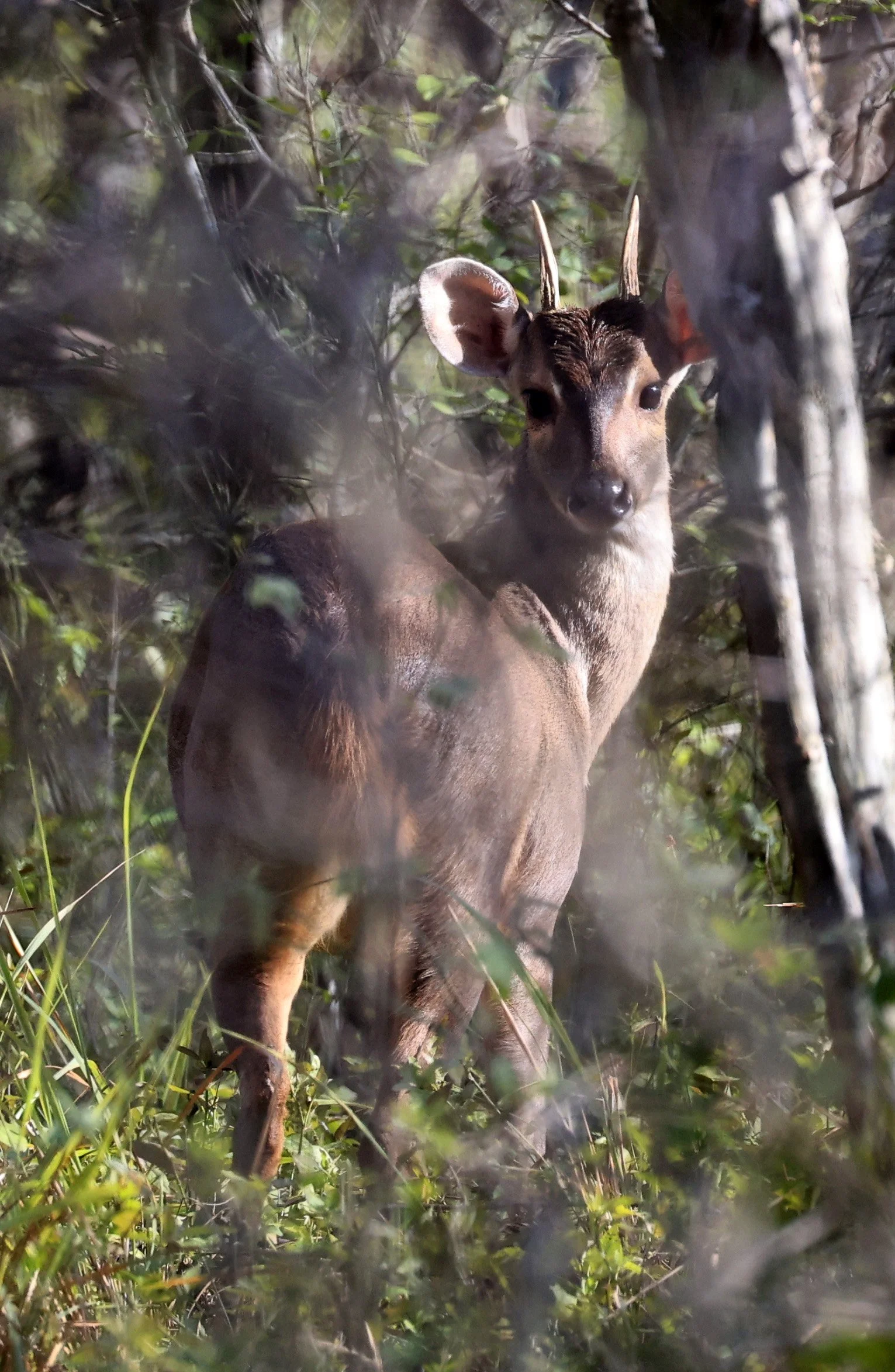 Southern Brown Brocket (Subulo gouazoubira) Selva Serena Natural Reserve (45).jpg