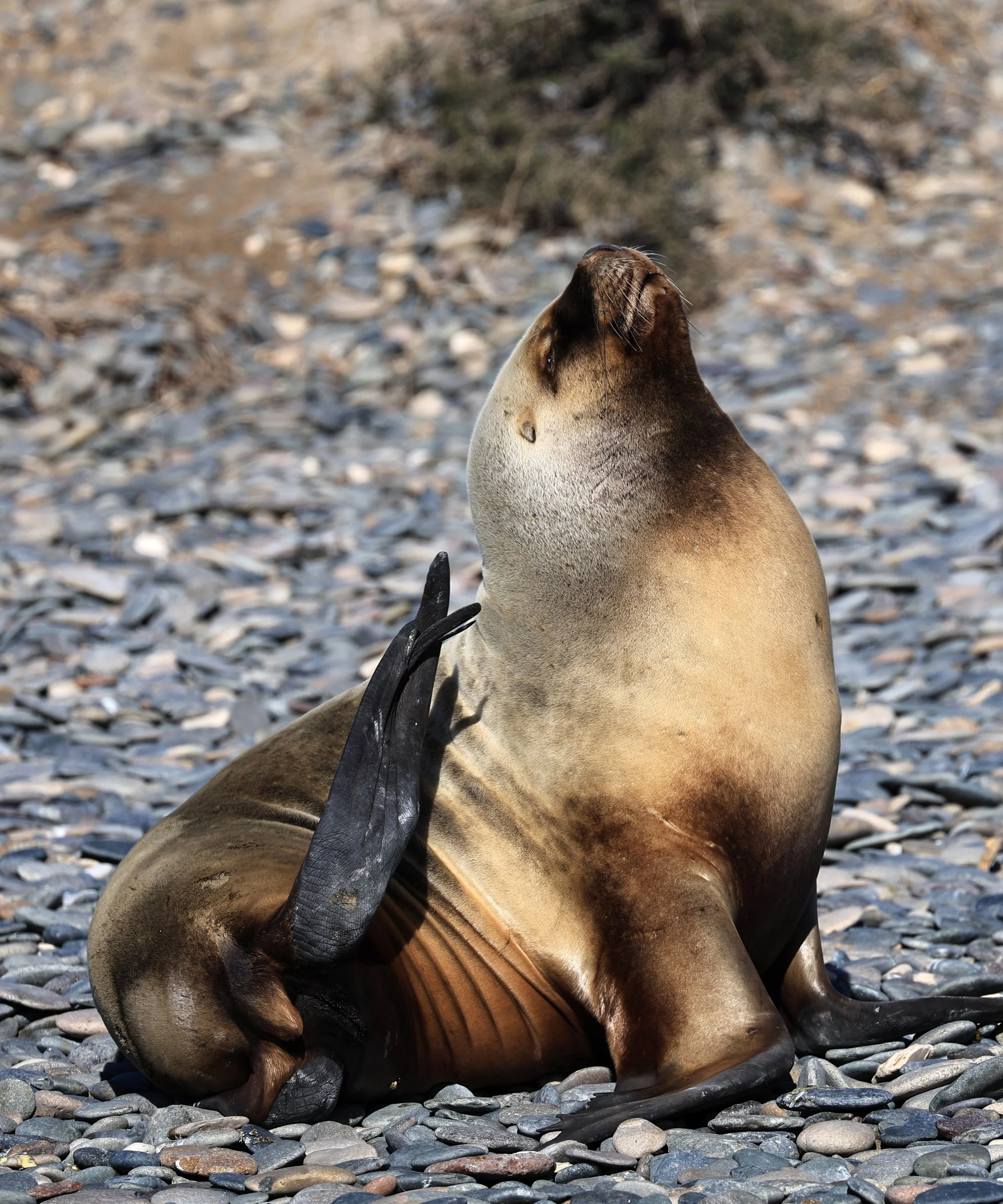 South American Sea Lion (Otaria flavescens) Puerto Rawson Argentina (68).jpg