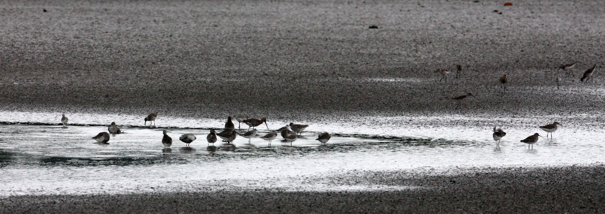 BIRD - GREENSHANK - COMMON GREENSHANK WITH BLACK-TAILED GODWIT AND SPOTTED REDSHANK - MAI PO WETLANDS HONG KONG (3).JPG