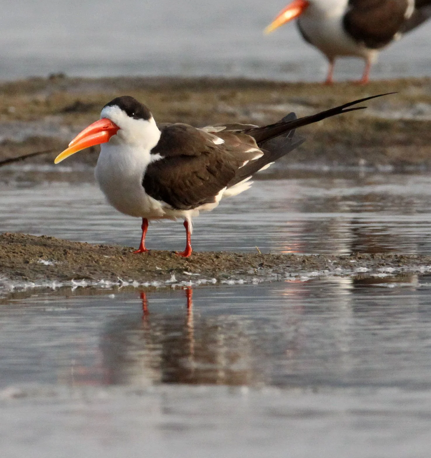 BIRD - SKIMMER - INDIAN SKIMMER - CHAMBAL SANCTUARY INDIA (38).JPG