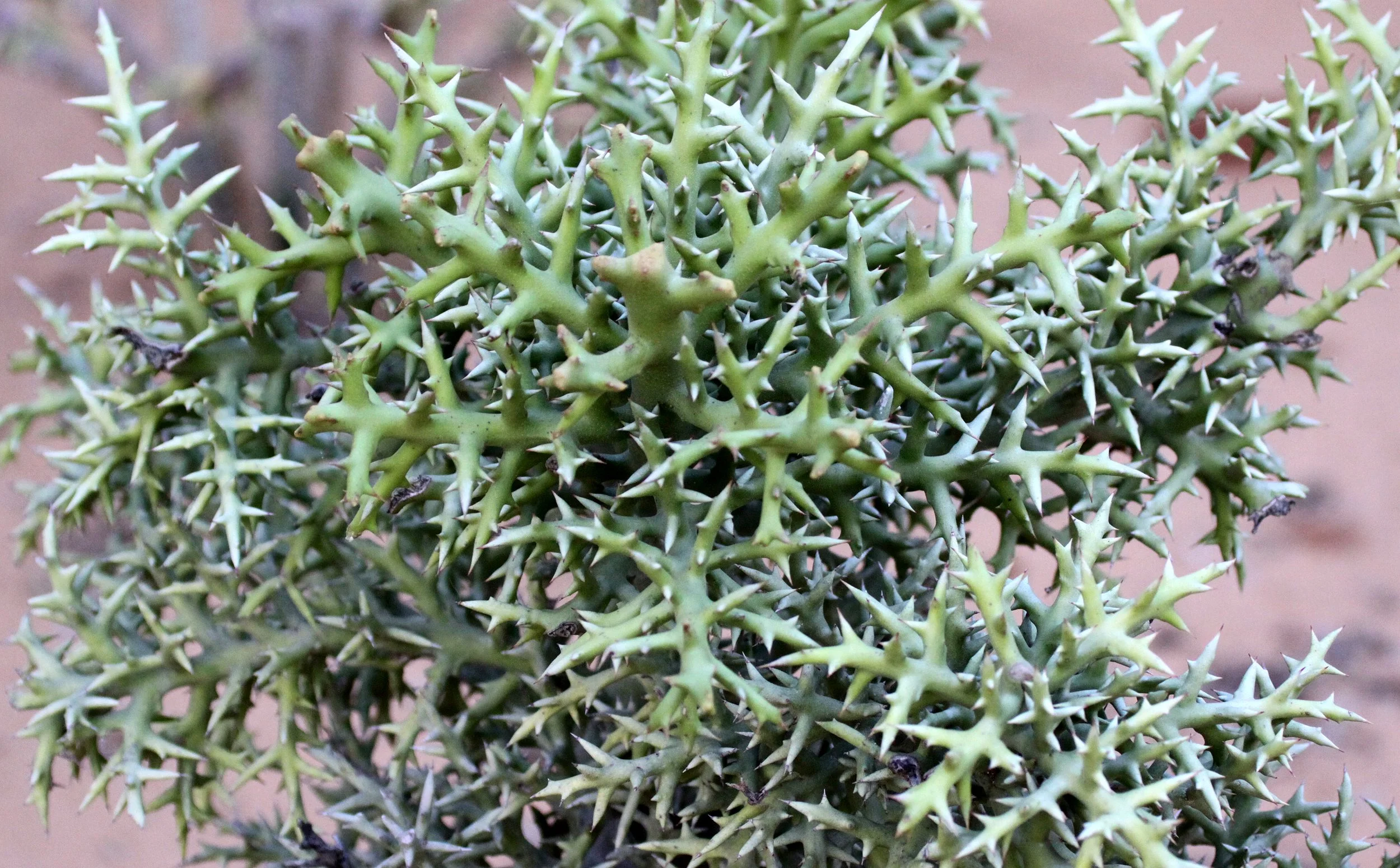 PLANT - EUPHORBIA STENOCLADA - BERENTY RESERVE MADAGASCAR (7).JPG