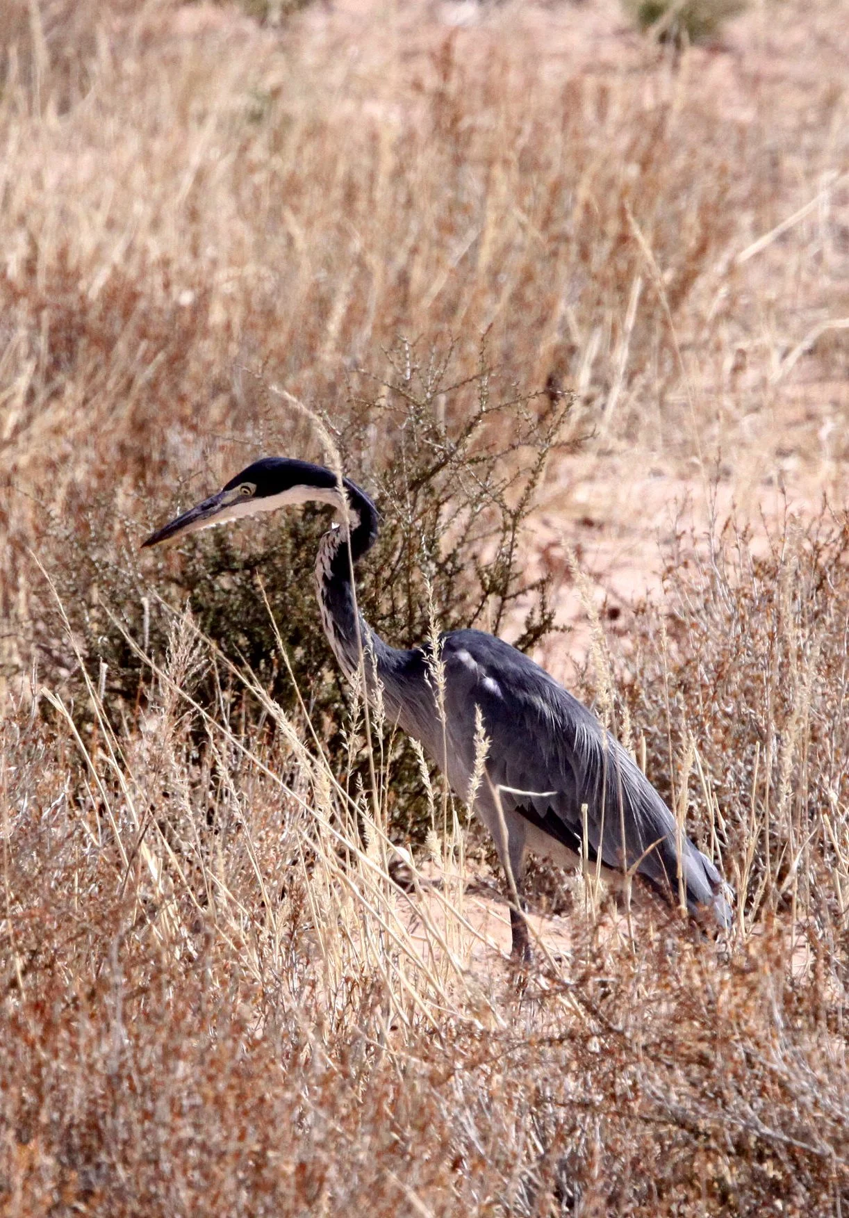 HERON - BLACK-HEADED HERON - Ardea melanocephala - KGALAGADI NATIONAL PARK SOUTH AFRICA (24).JPG