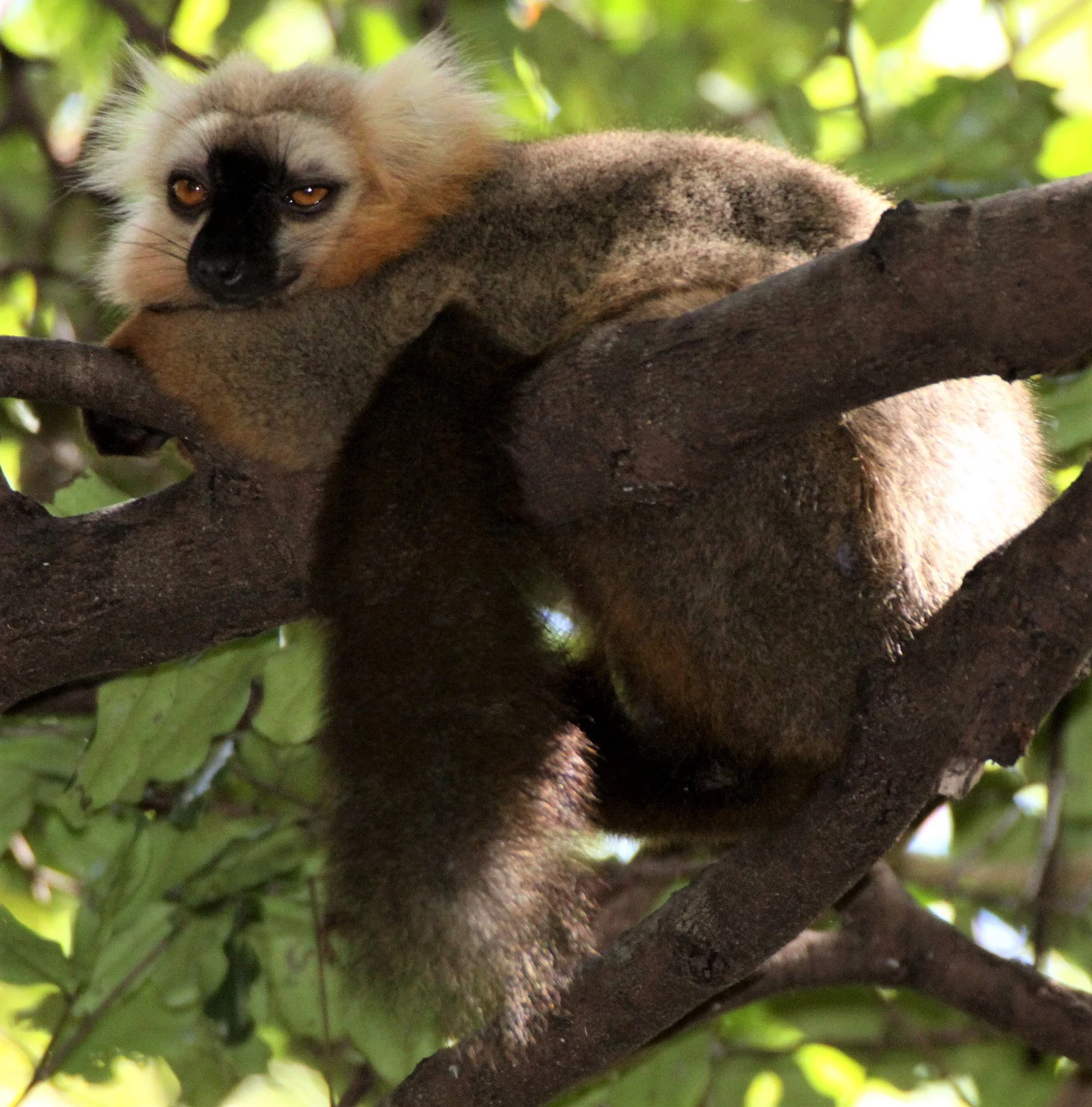LEMURIDAE - Eulemur sanfordi - SANFORD'S BROWN LEMUR - ANKARANA NATIONAL PARK MADAGASCAR aa.jpg