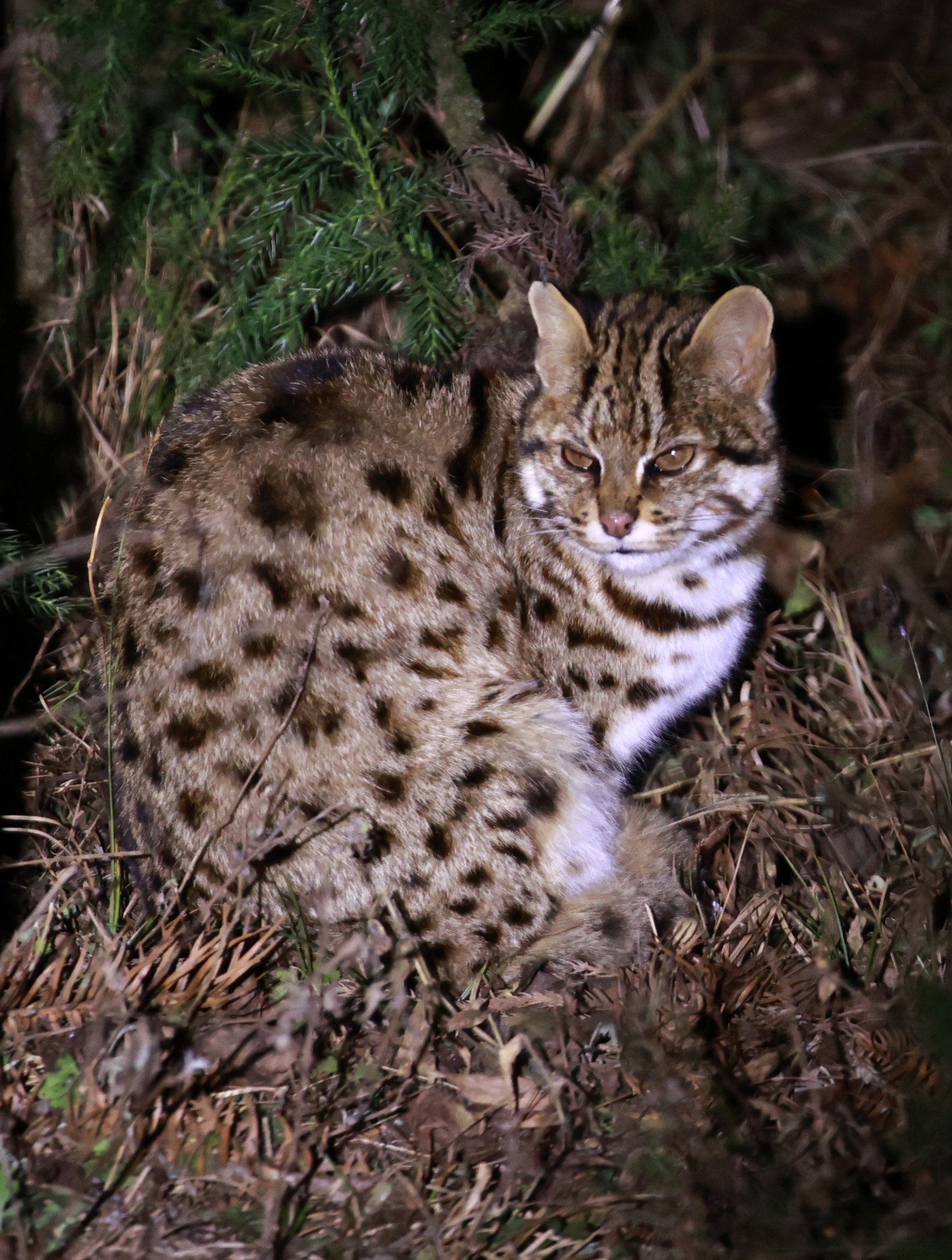 Mainland Leopard Cat (Prionailurus bengalensis) Tangjiahe National Nature Reserve, Sichuan China (12).jpg