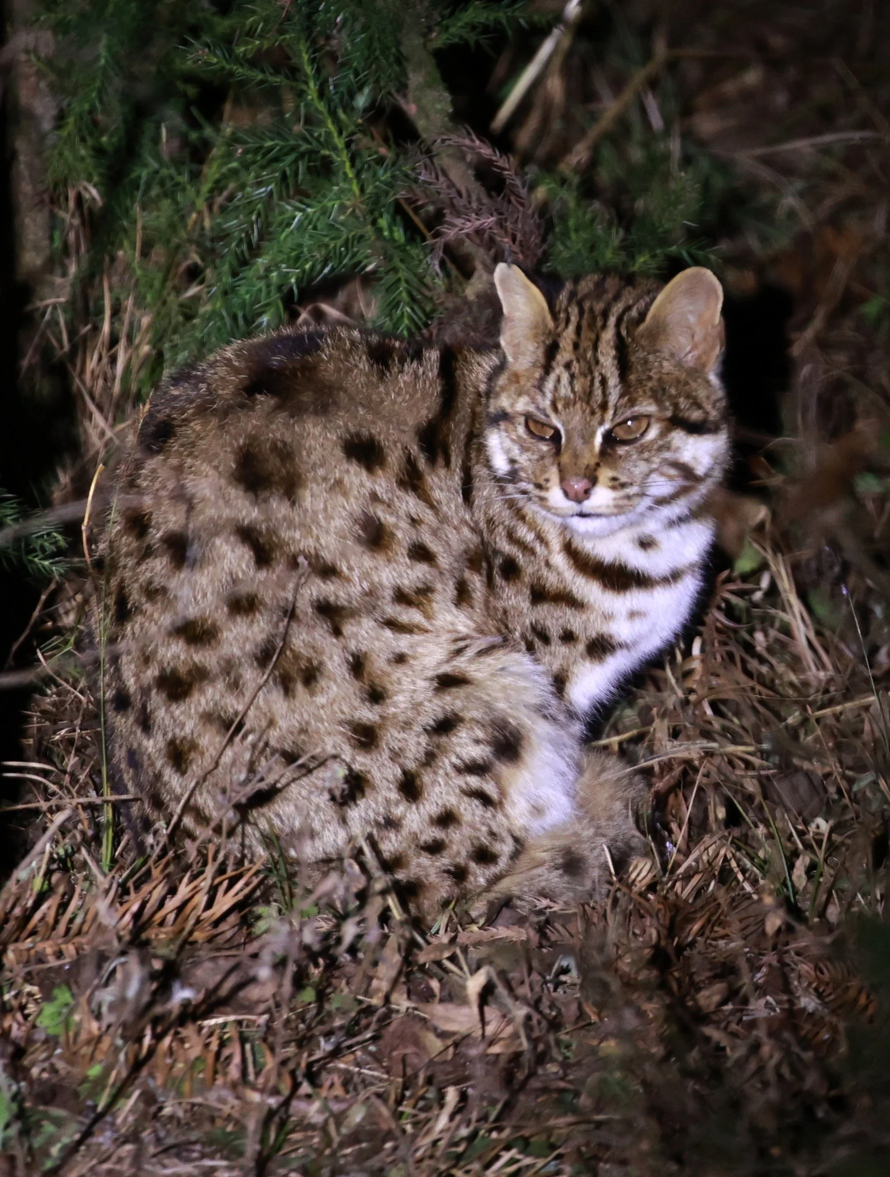 Leopard Cat (Prionailurus bengalensis) — Coke Smith Wildlife