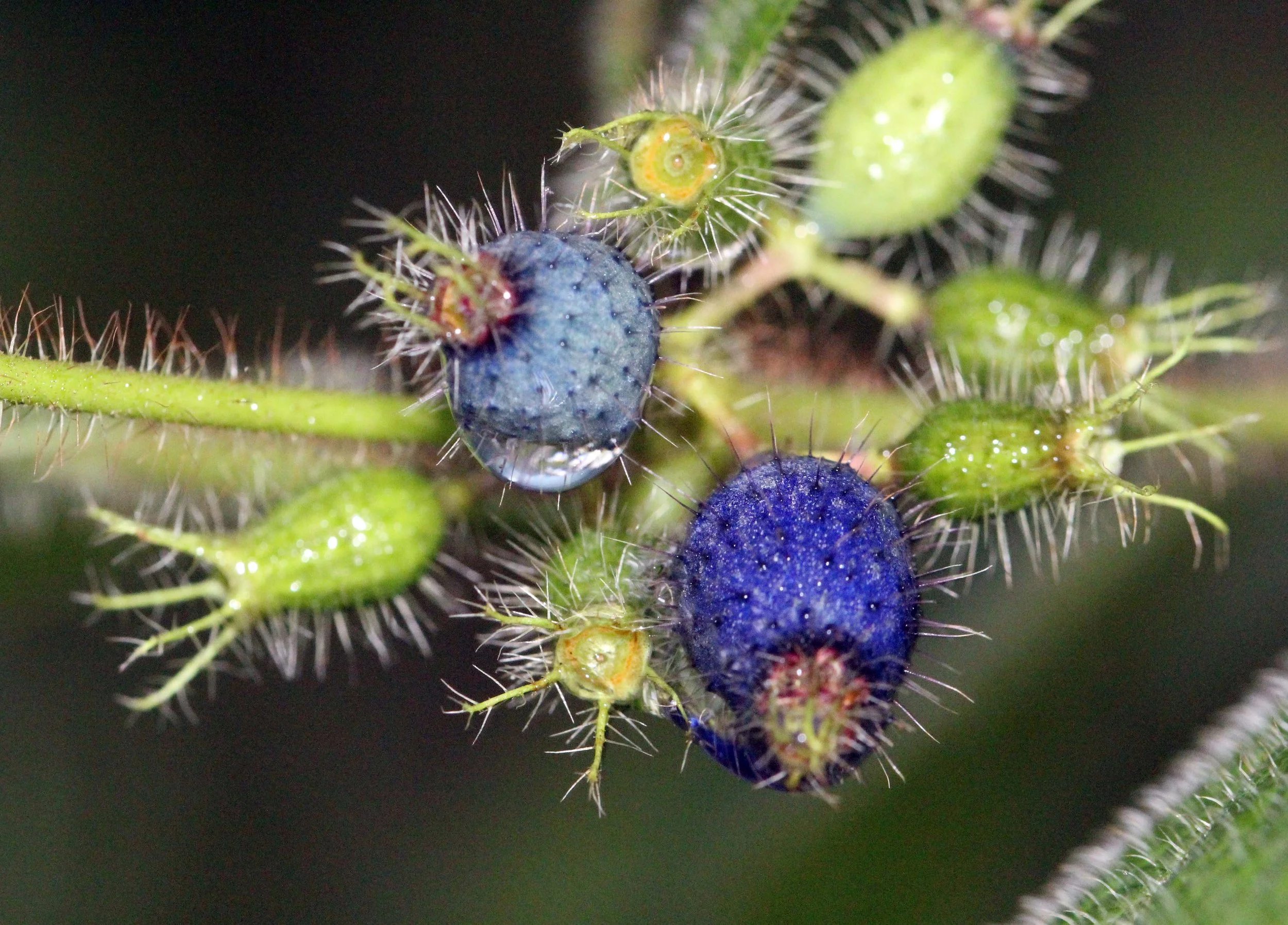 2013 in Nakhonsithammarat and some Krabi with Family (218).JPG