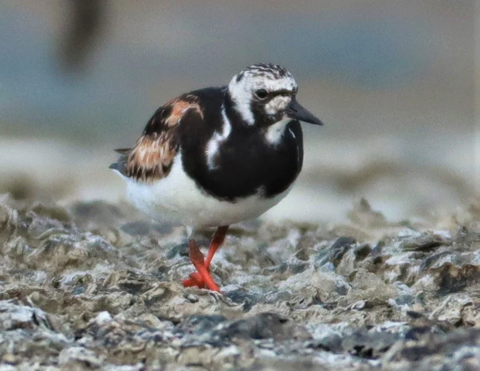 TURNSTONE - RUDDY TURNSTONE - Arenaria interpres - Salt pans west of Bang Pakong River (10).jpg