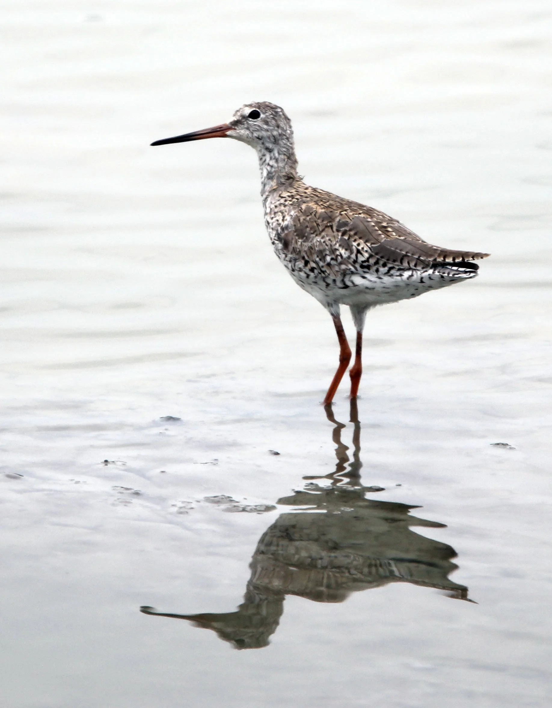 REDSHANK - COMMON REDSHANK - Tringa totanus - KAO SAM ROI YOD NATIONAL PARK THAILAND (14).JPG