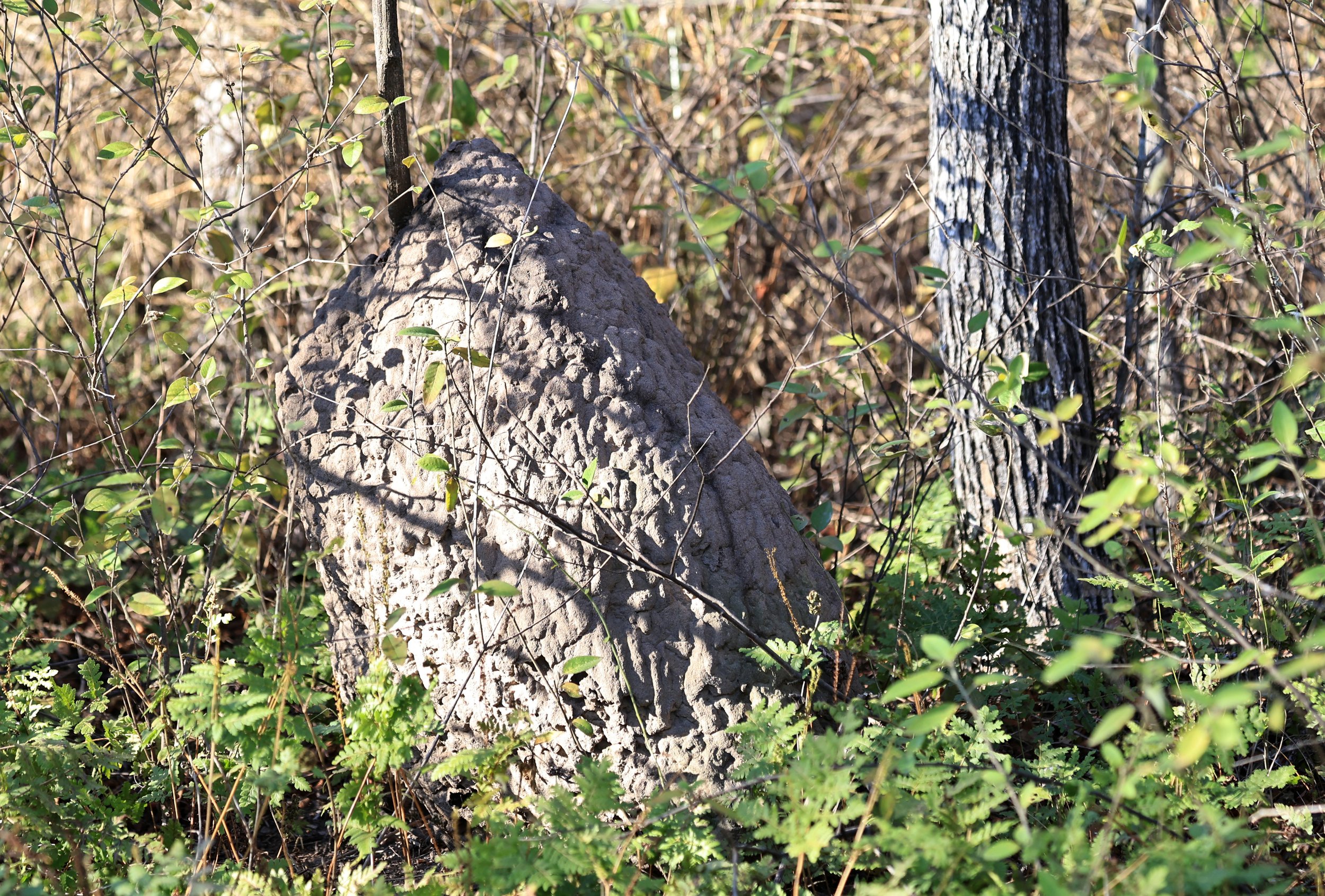 Termite mound