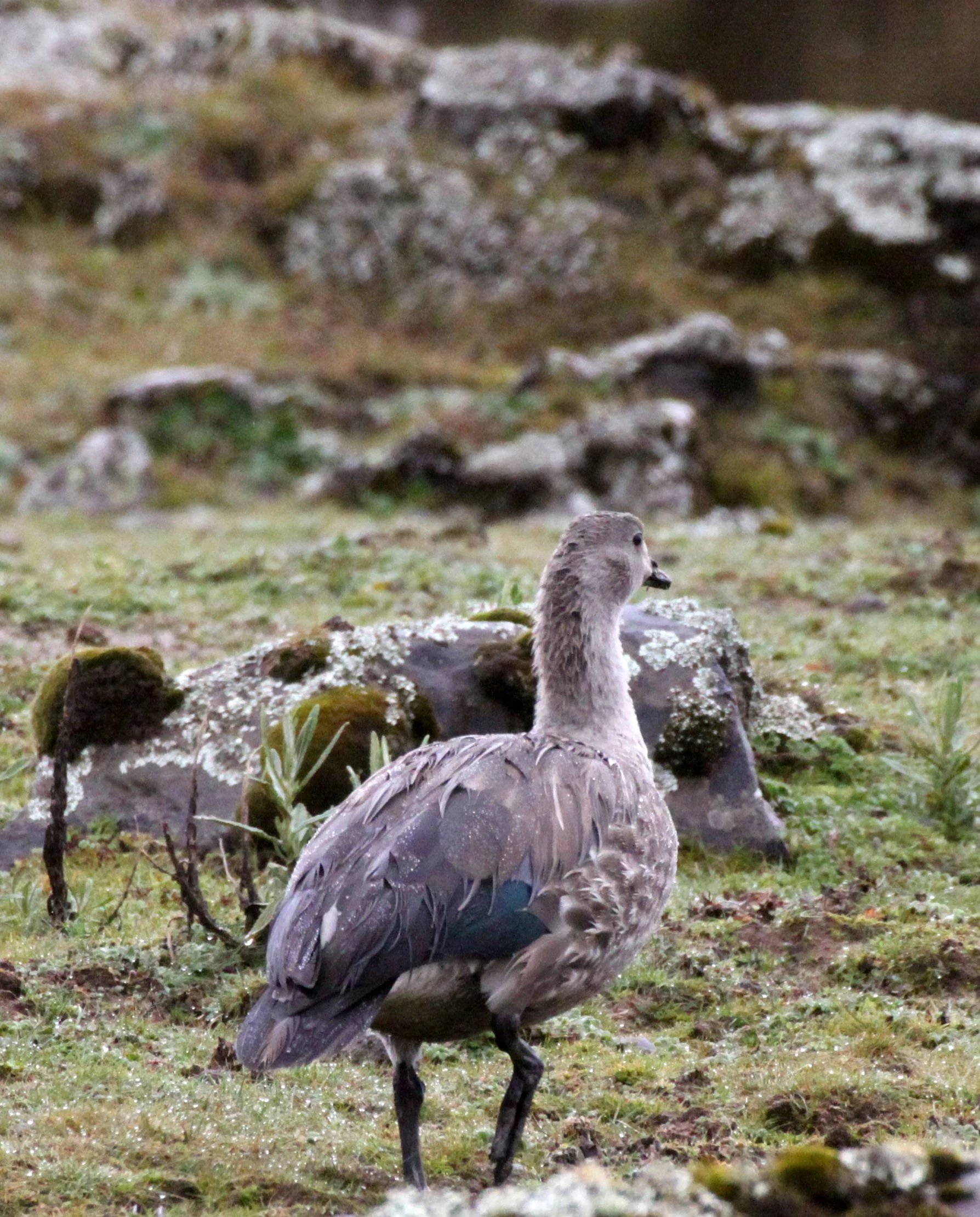 GOOSE - BLUE-WINGED GOOSE - Cyanochen cyanoptera - BALE MOUNTAINS NATIONAL PARK ETHIOPIA (4).JPG