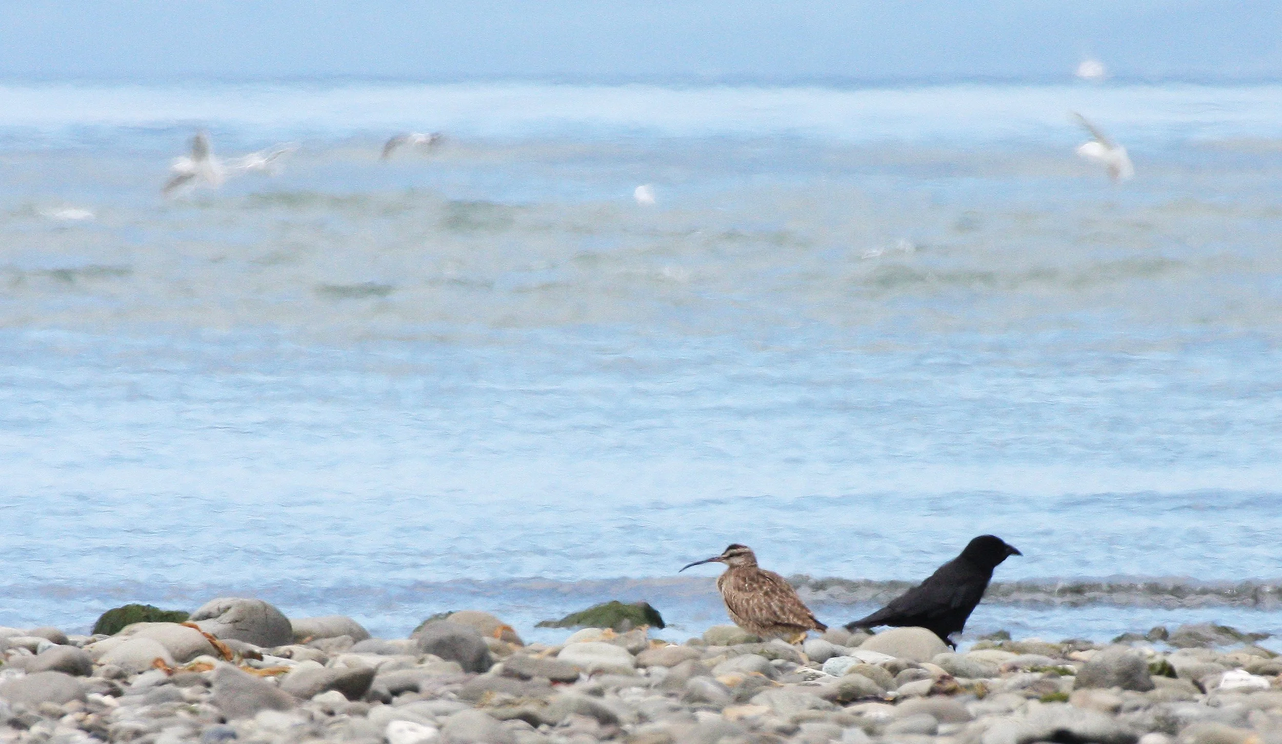 BIRD - WHIMBREL - ELWHA RIVER MOUTH WA (2).JPG